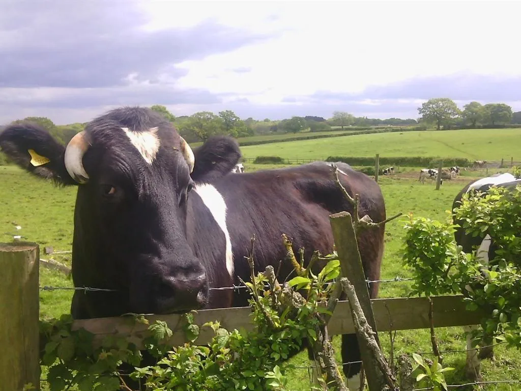 View (from property/room) in Beoley Lodge