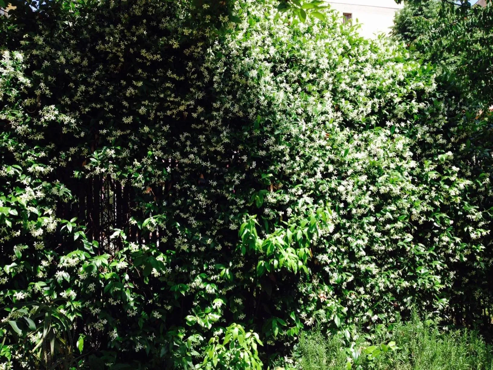 Spring in La Casa Di Scarlett