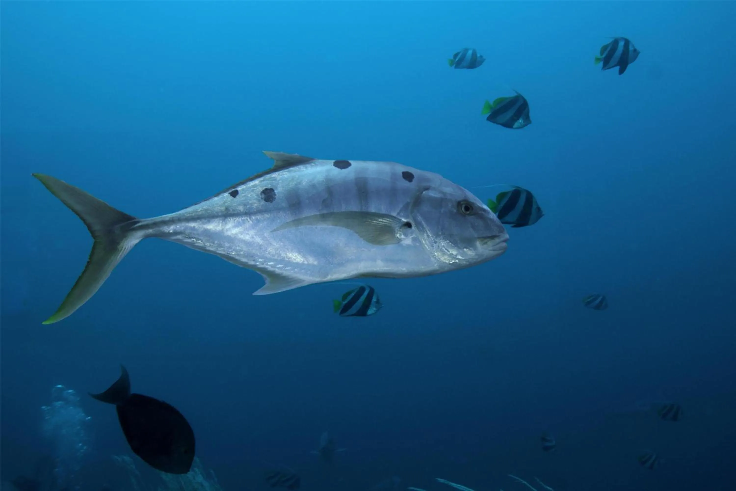 Location in Djibouti Palace Kempinski