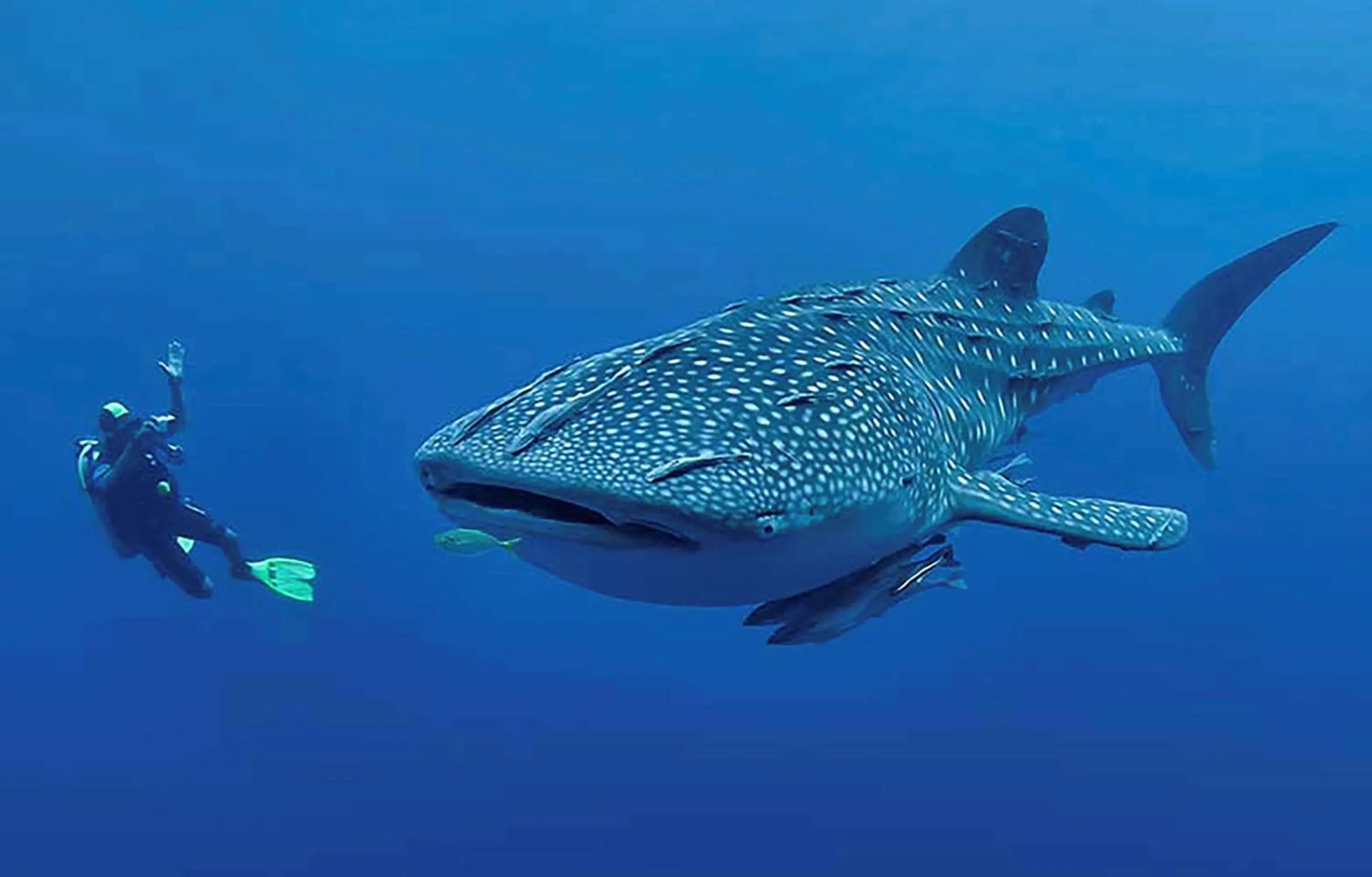 Other in Djibouti Palace Kempinski