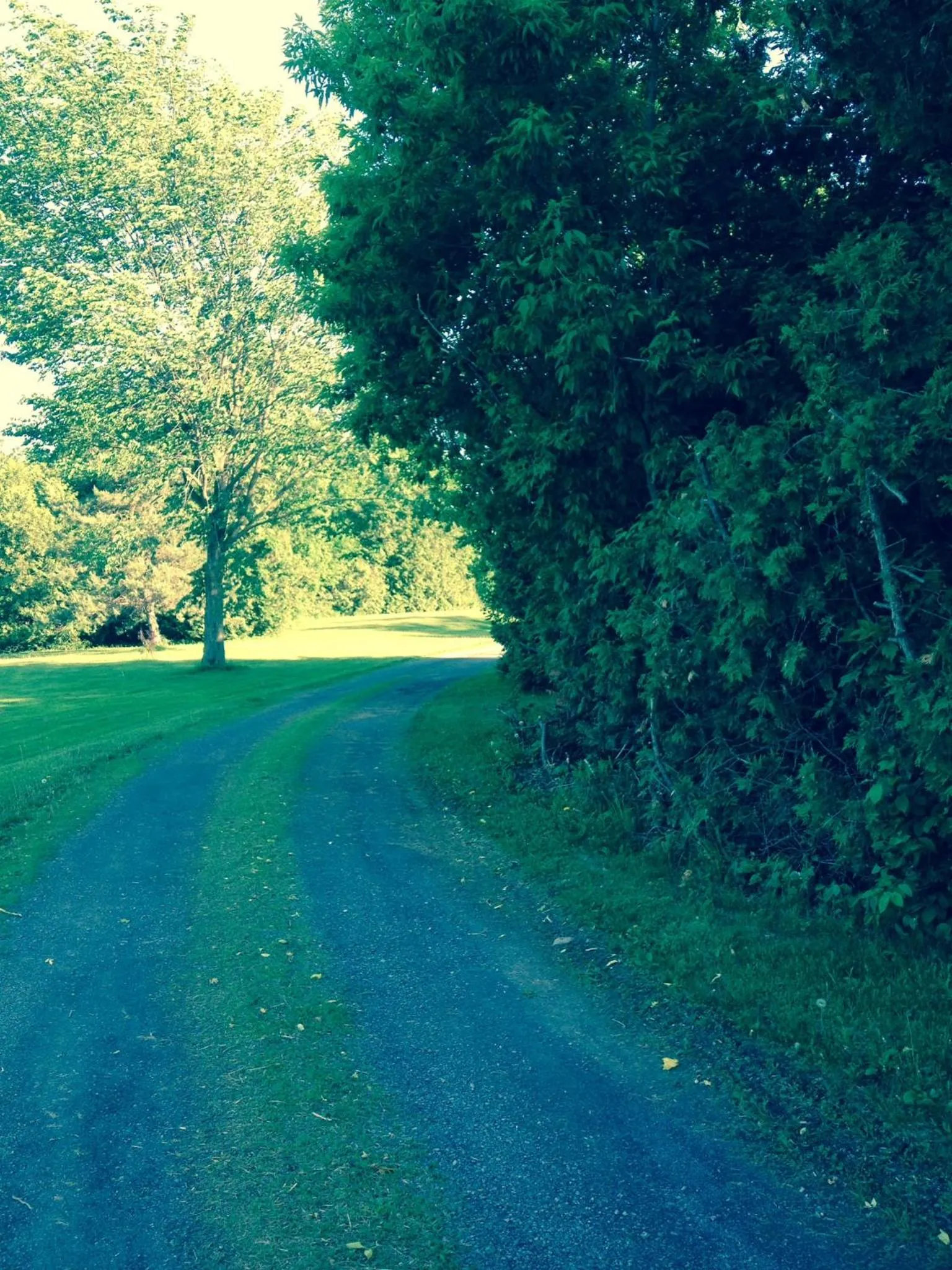Garden in Cedar Drive Inn