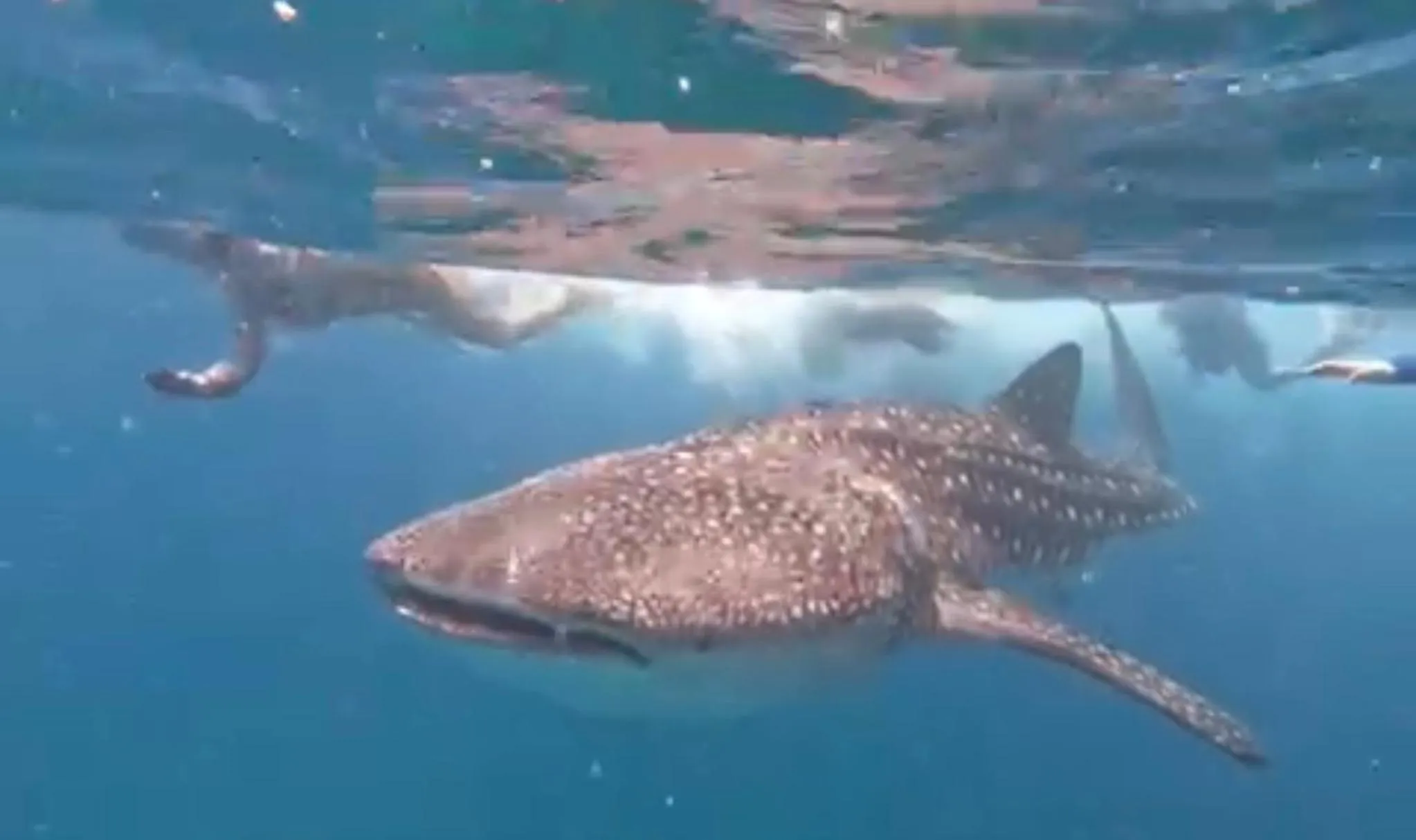 Activities in Ocean Pearl