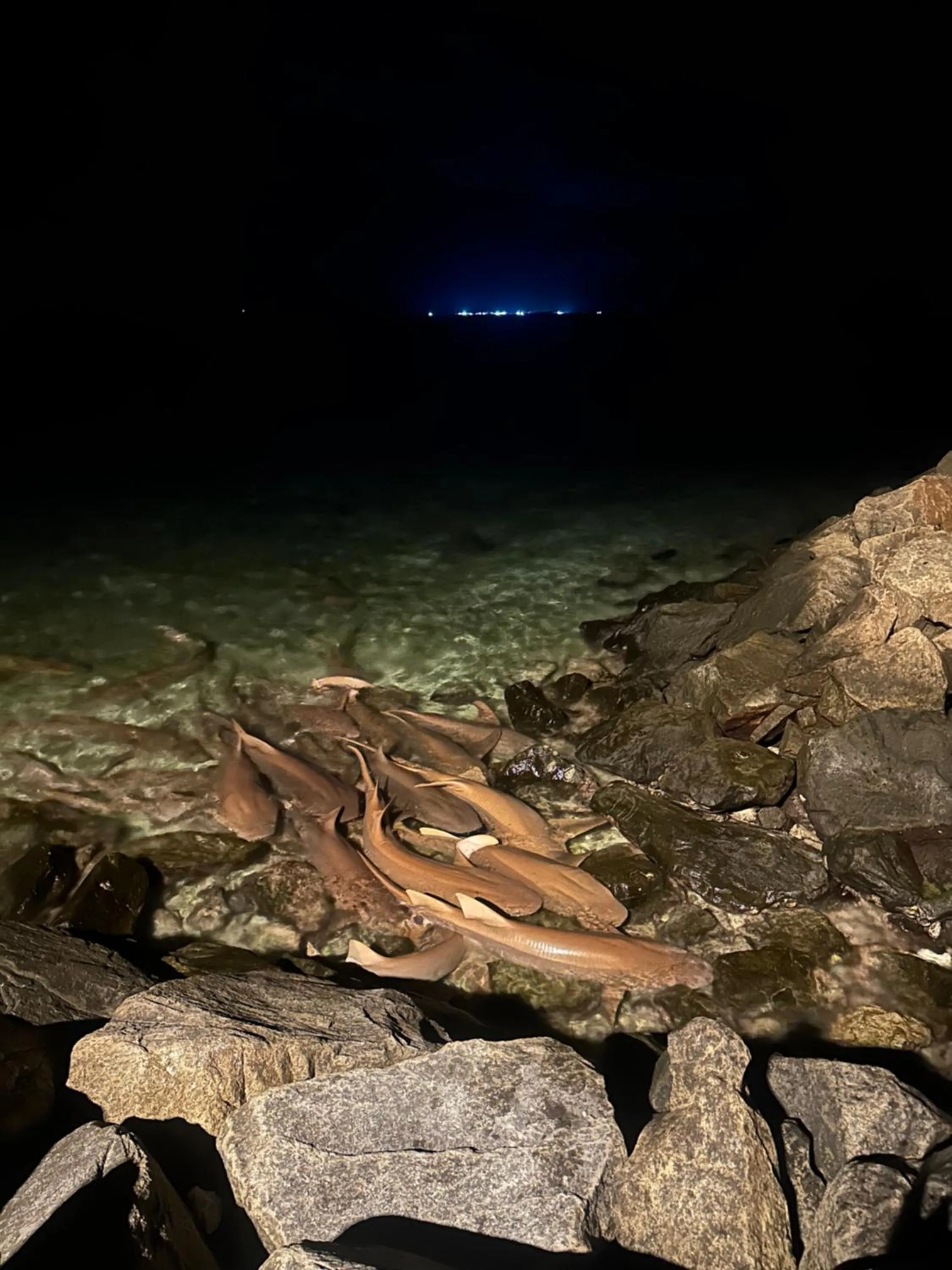 Natural landscape in Ocean Pearl