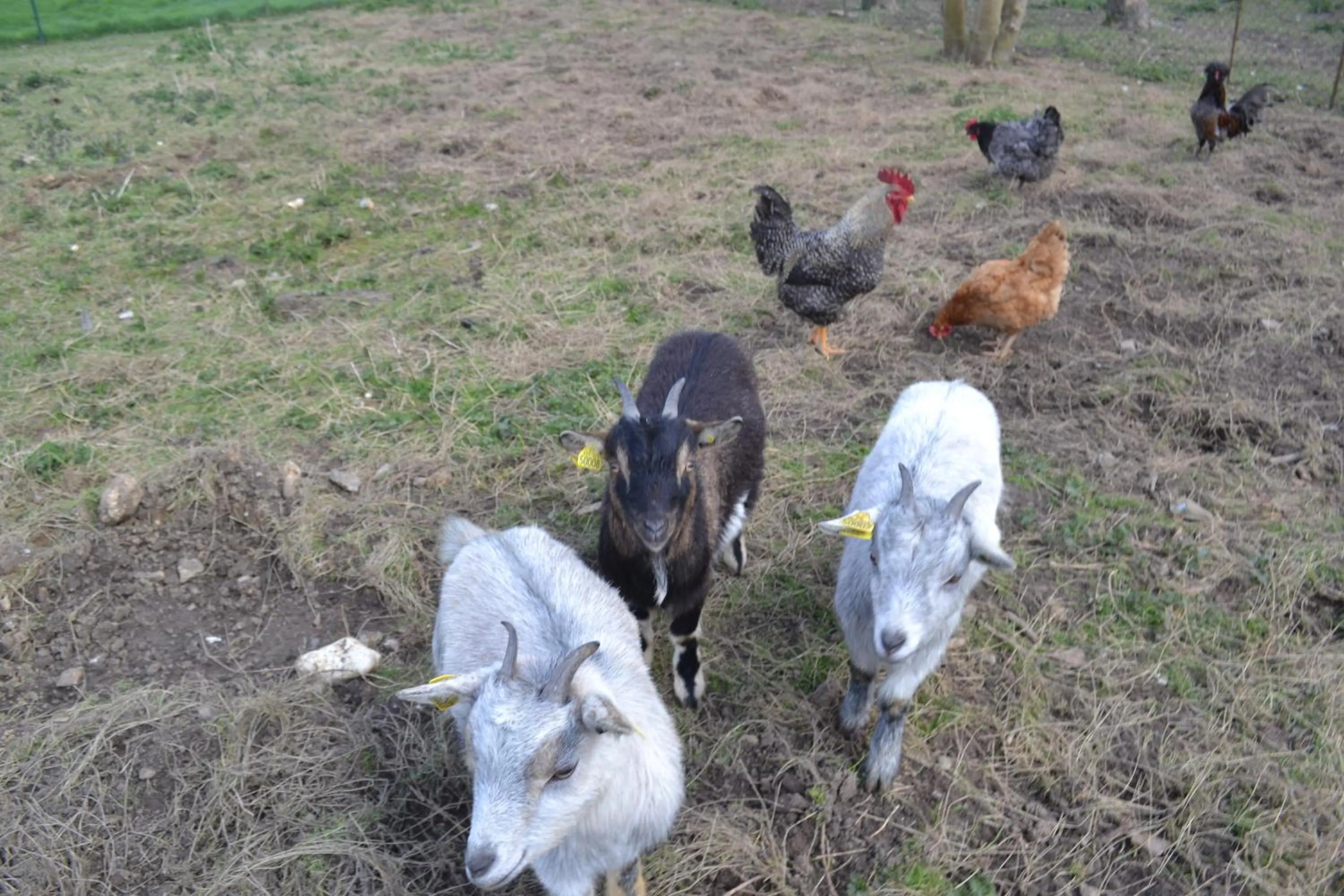 Pets in Ferme "les Flaquettes"