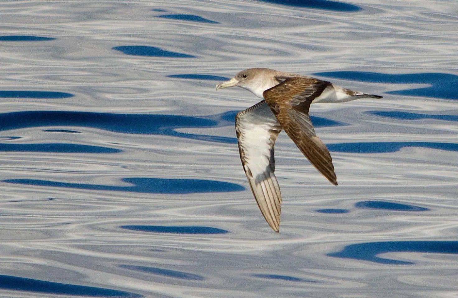 Animals in Dulce Nombre Hotel - Apartamentos