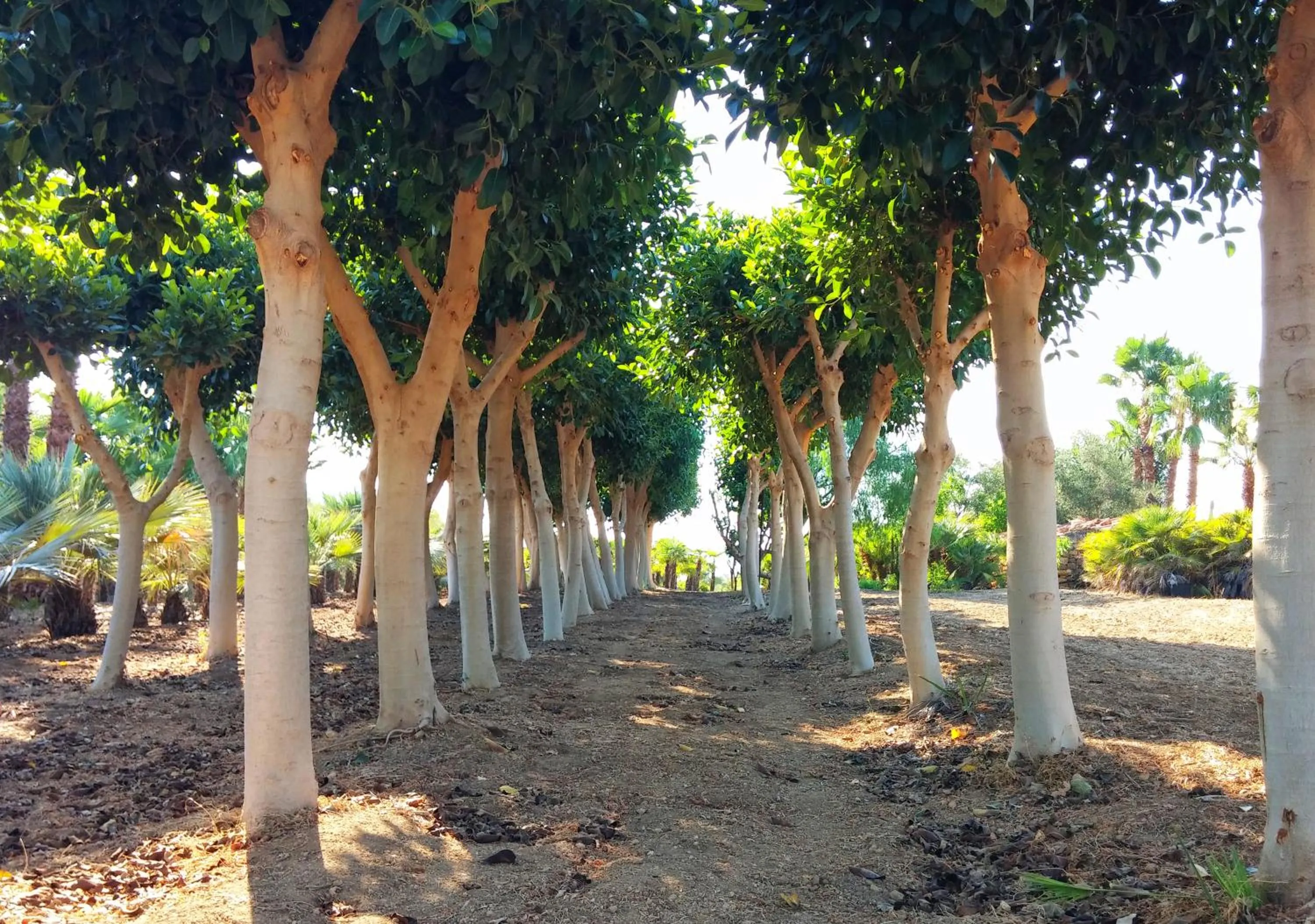Garden in Villa Lekythos