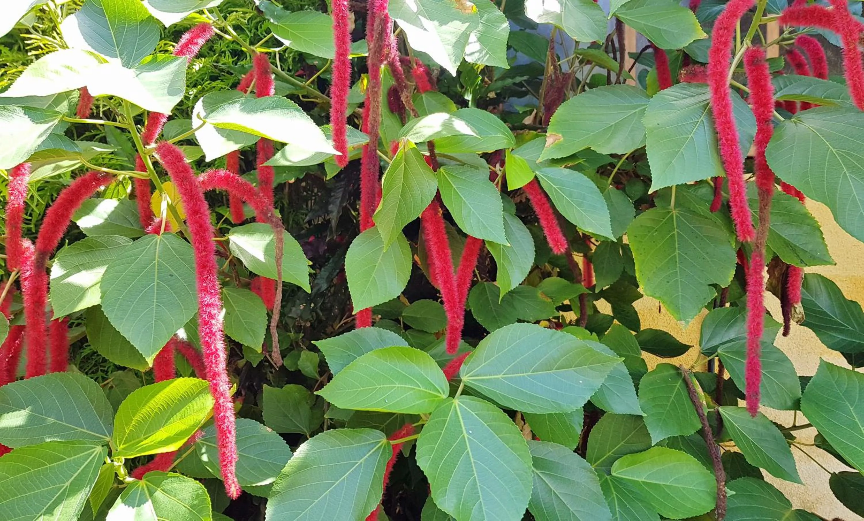 Garden in Pension Les Trois Cascades