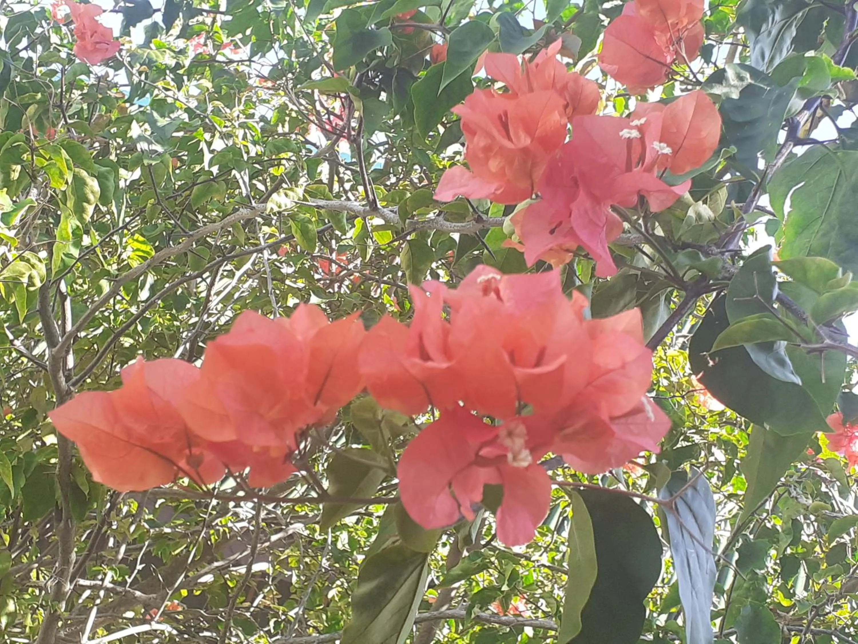 Garden view in Pension Les Trois Cascades