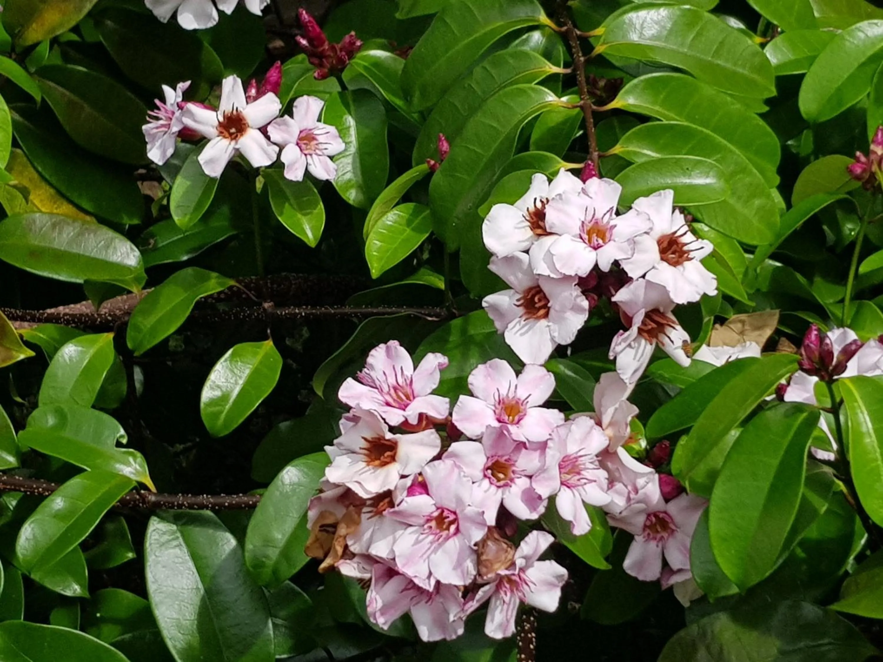 Garden in Pension Les Trois Cascades