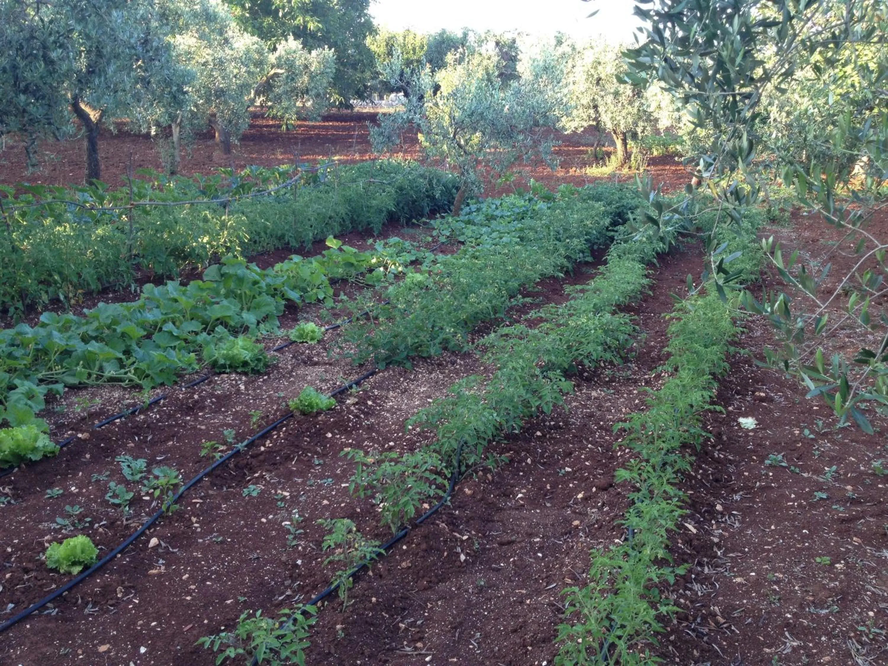 Area and facilities in Aria di Casa Country Resort