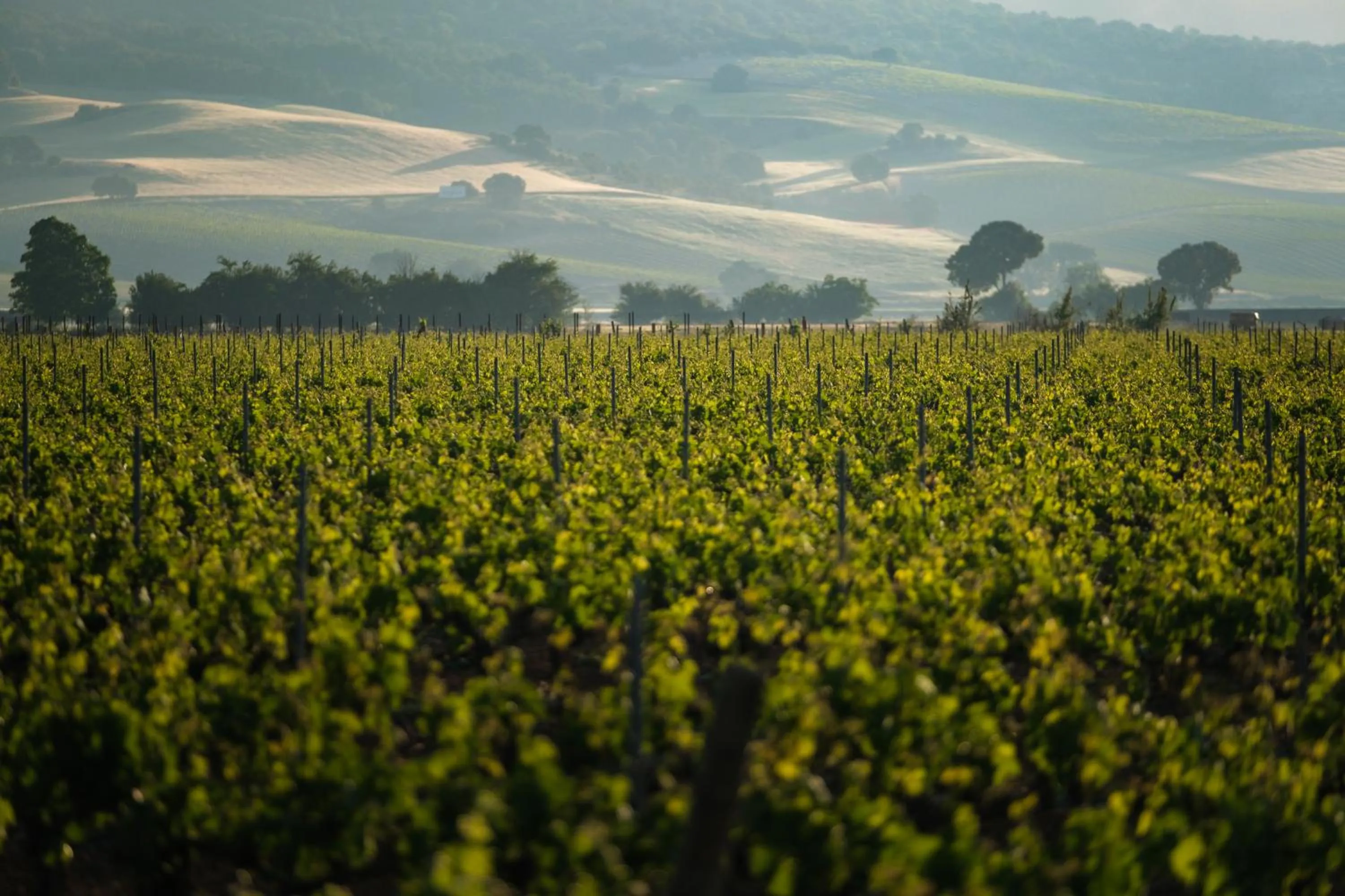 Natural landscape in Castilla Termal Monasterio de Valbuena - Small Luxury Hotels