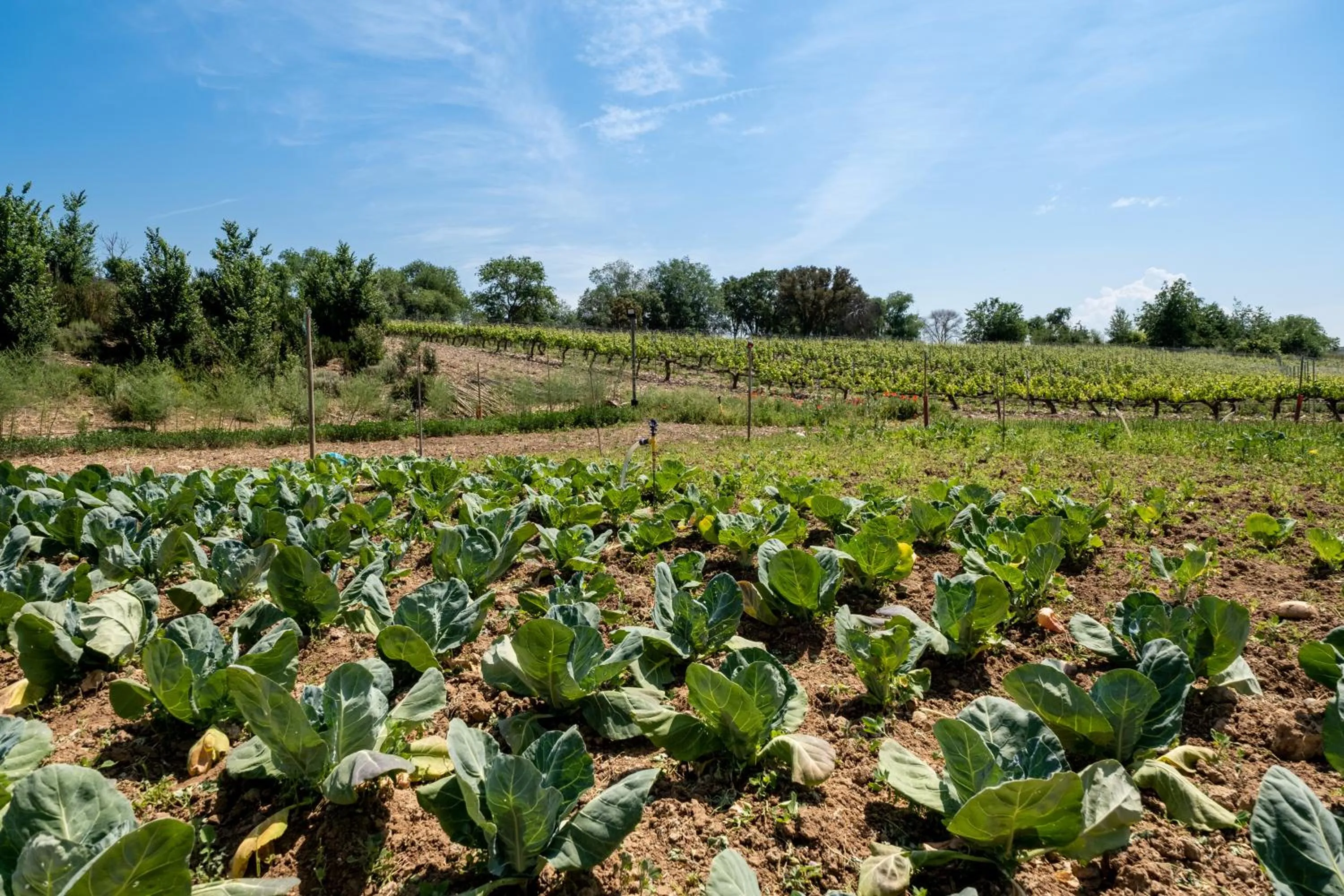 Natural landscape in Castilla Termal Monasterio de Valbuena - Small Luxury Hotels