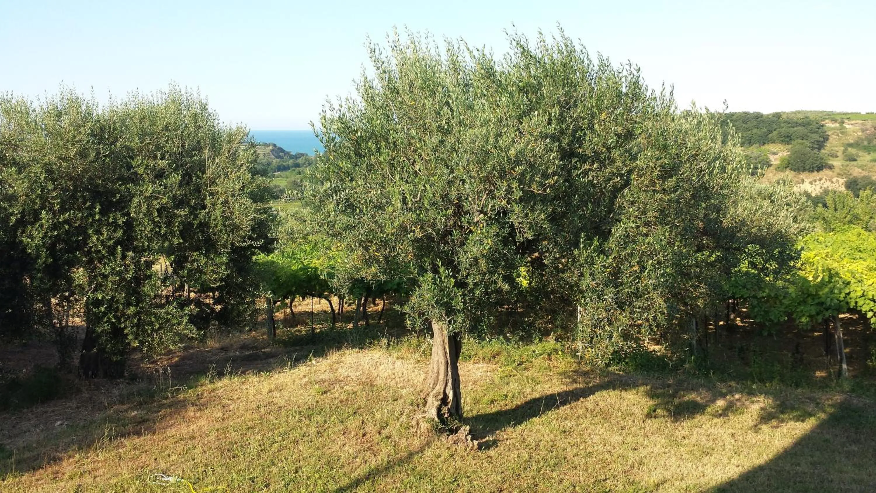 Property building in B&B Stella dell'Adriatico