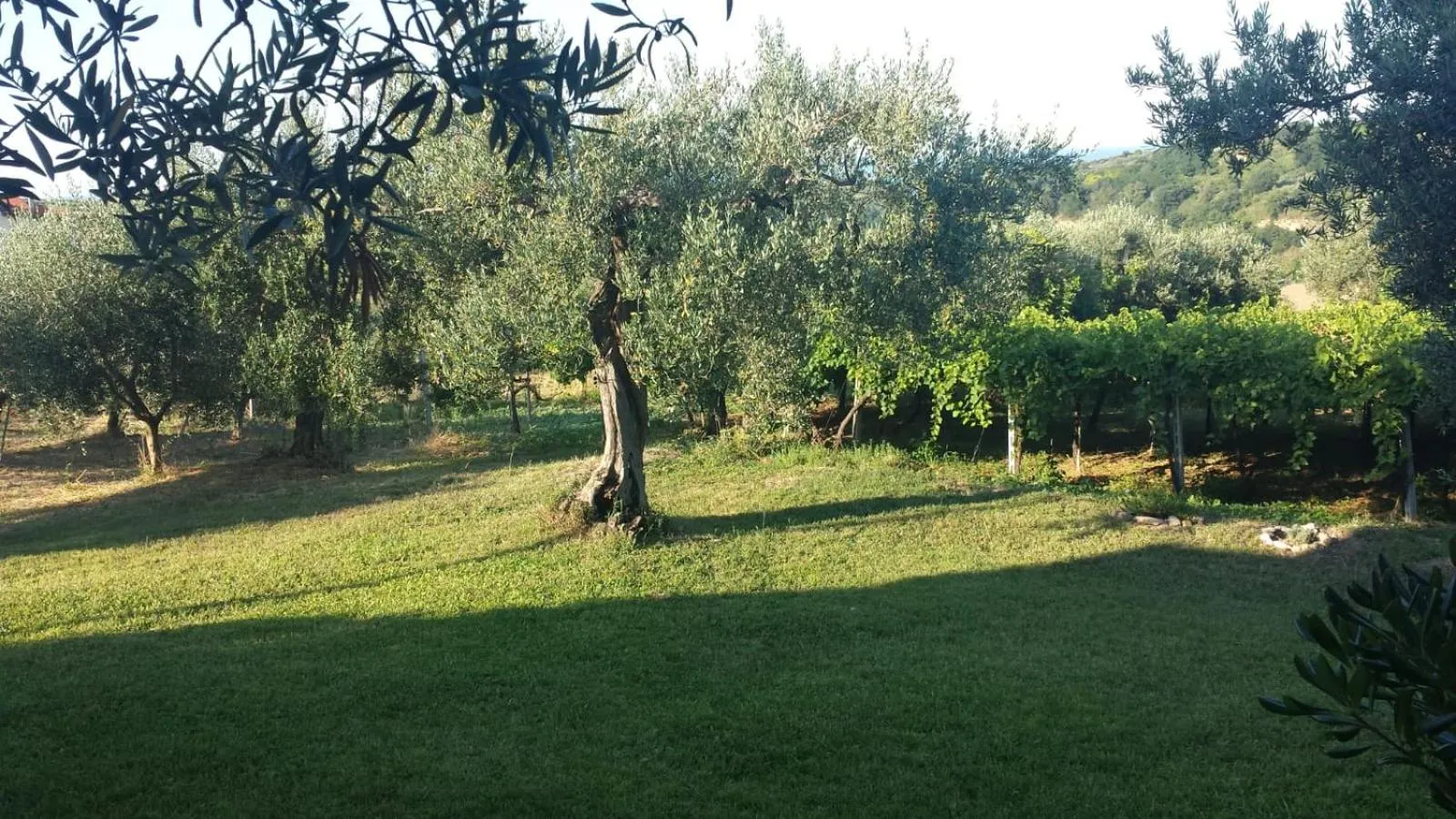 Garden in B&B Stella dell'Adriatico