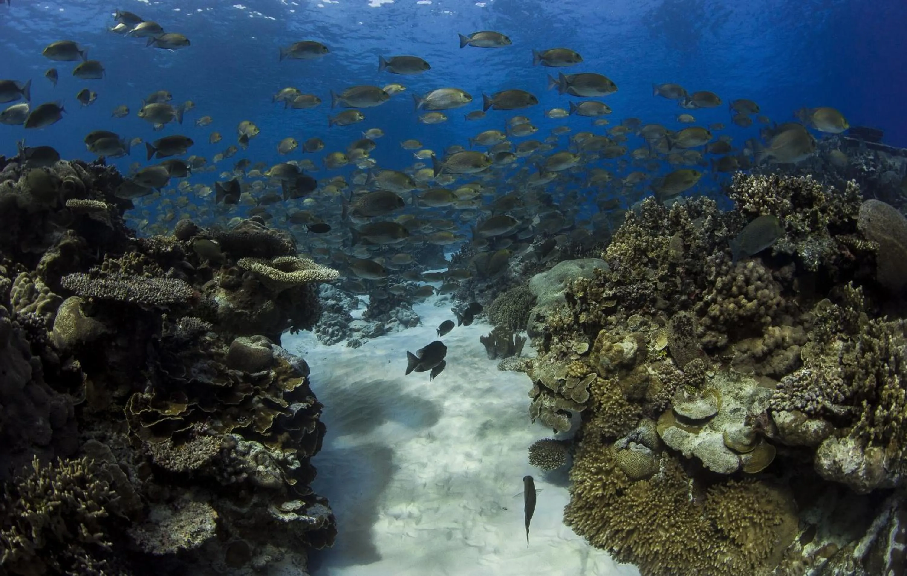 Diving in Kosrae Nautilus Resort