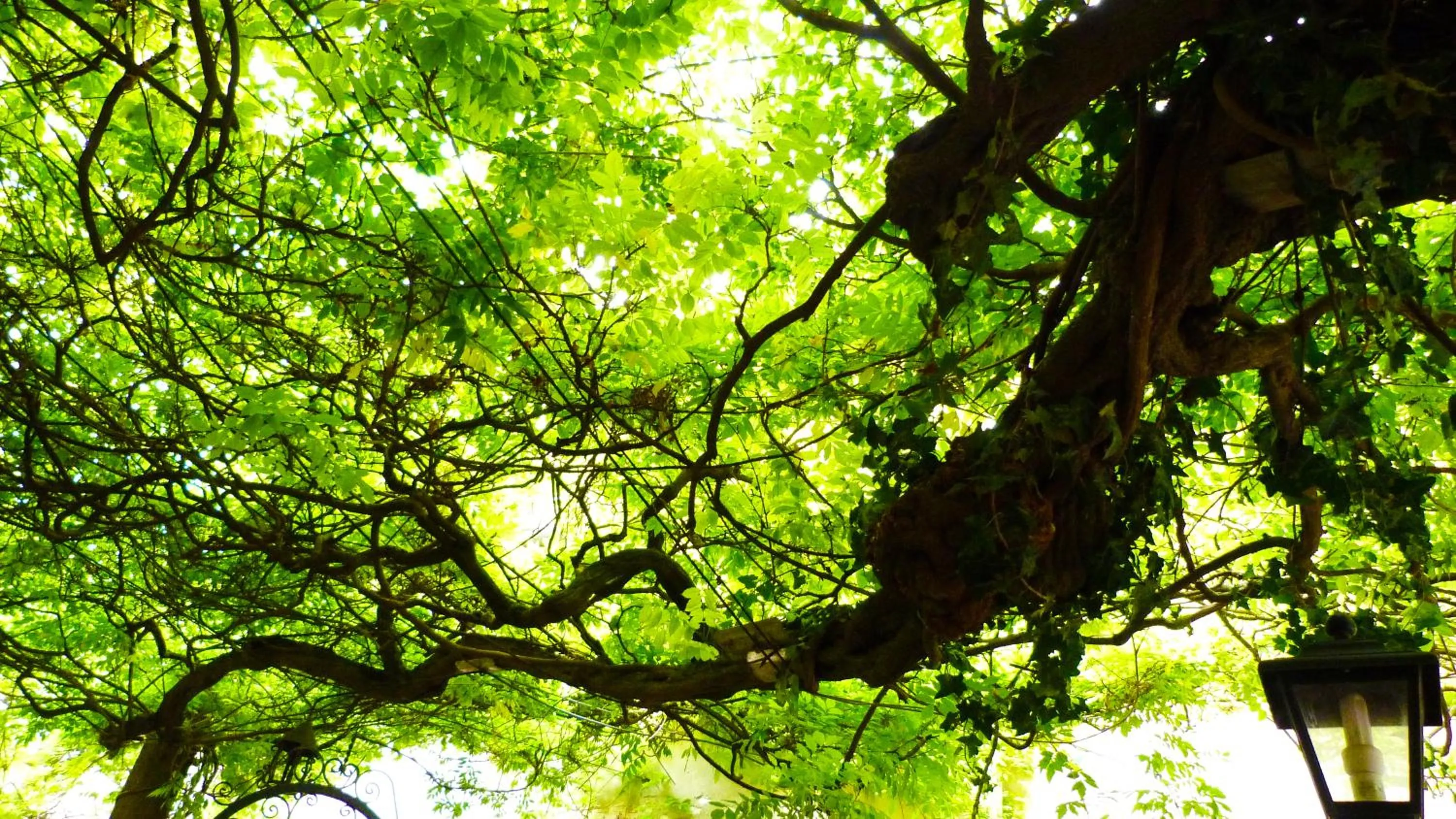 Garden in Ca' Messner 5 Leoni