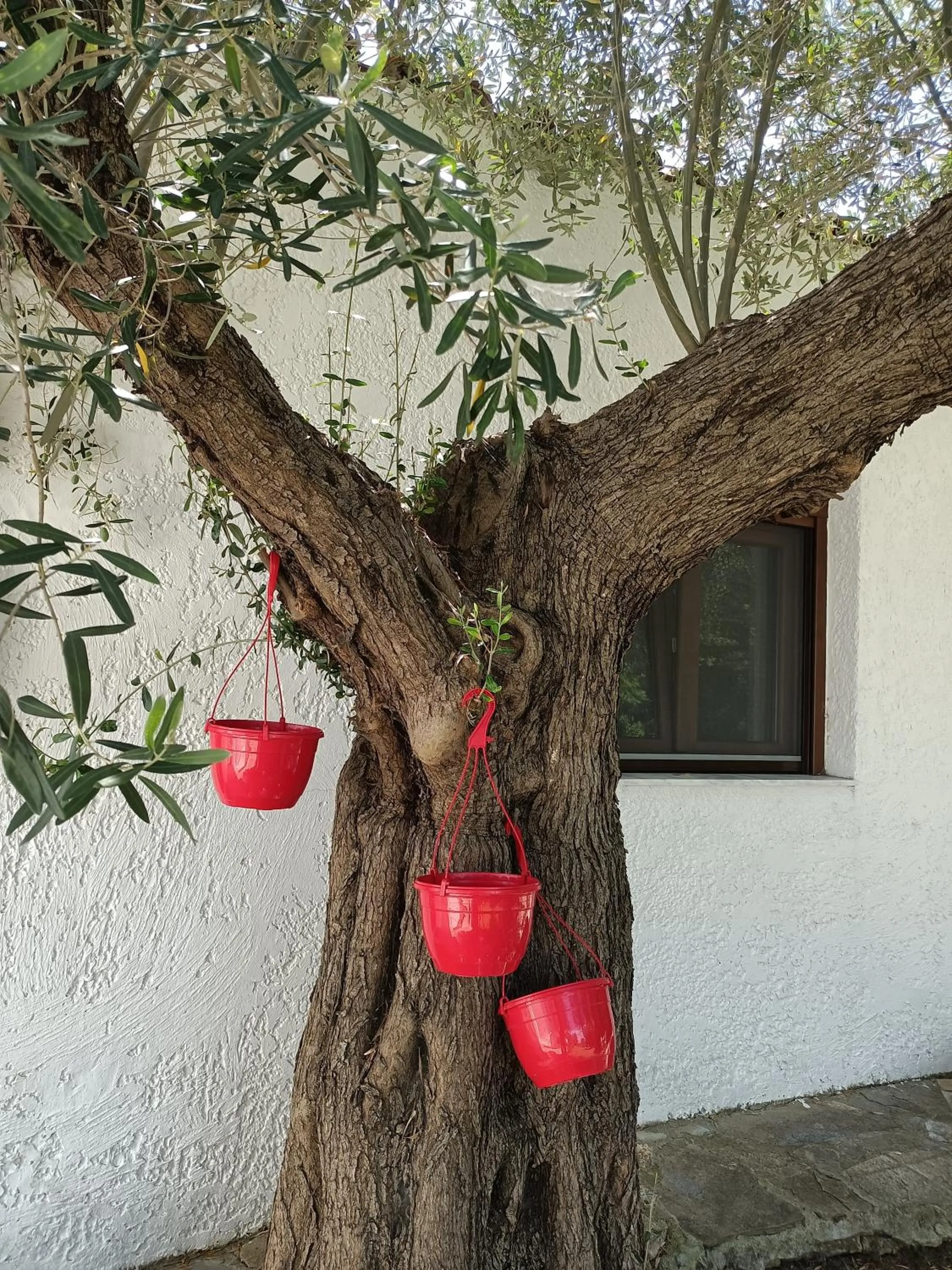 Garden in Marios Garden House