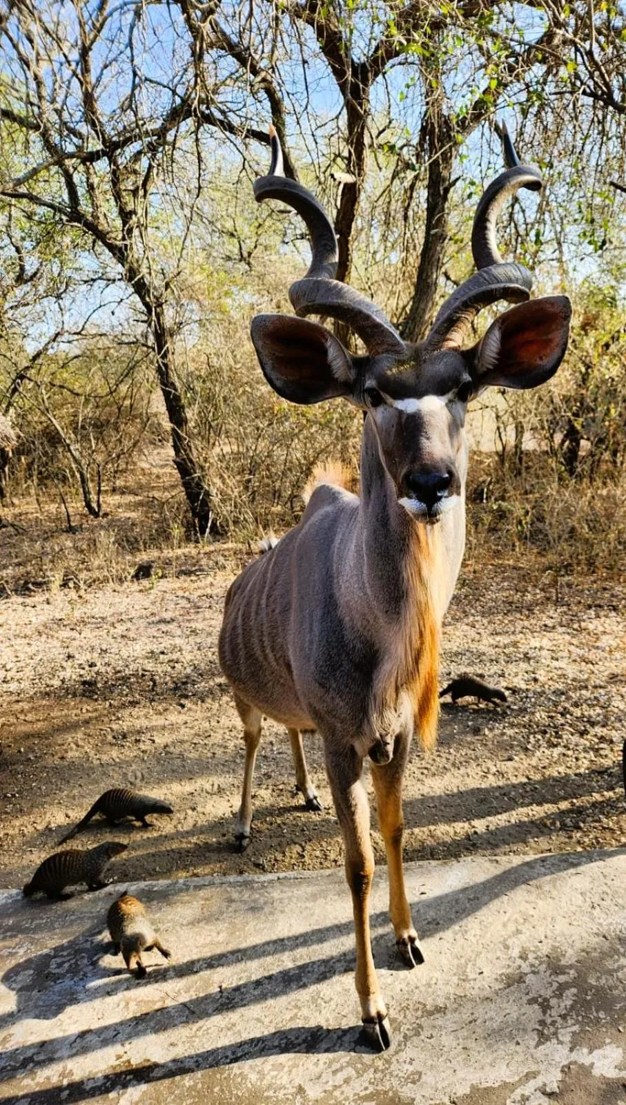 Day in Jackalberry Ridge by Dream Resorts