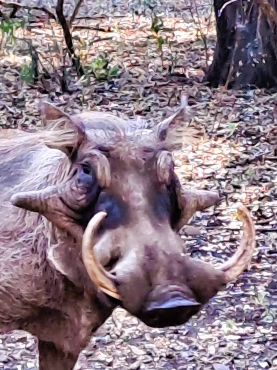 Animals in Jackalberry Ridge by Dream Resorts