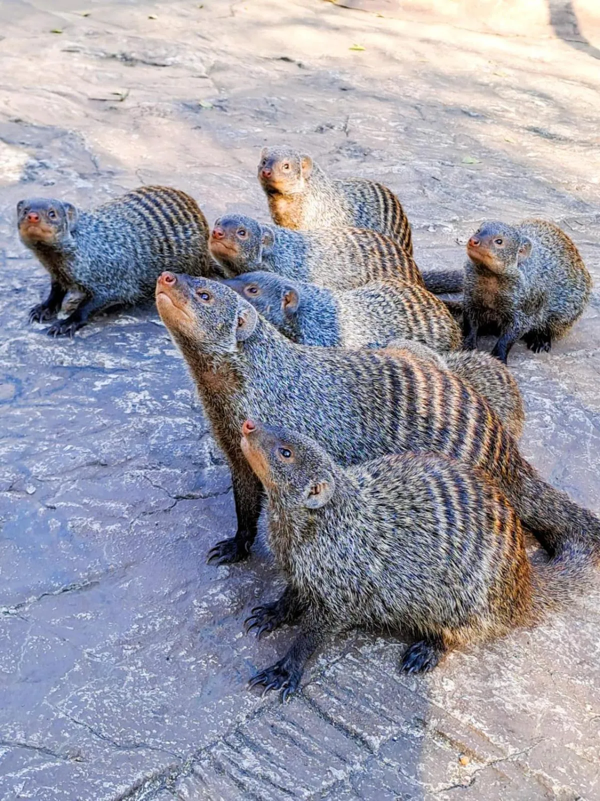 Day in Jackalberry Ridge by Dream Resorts