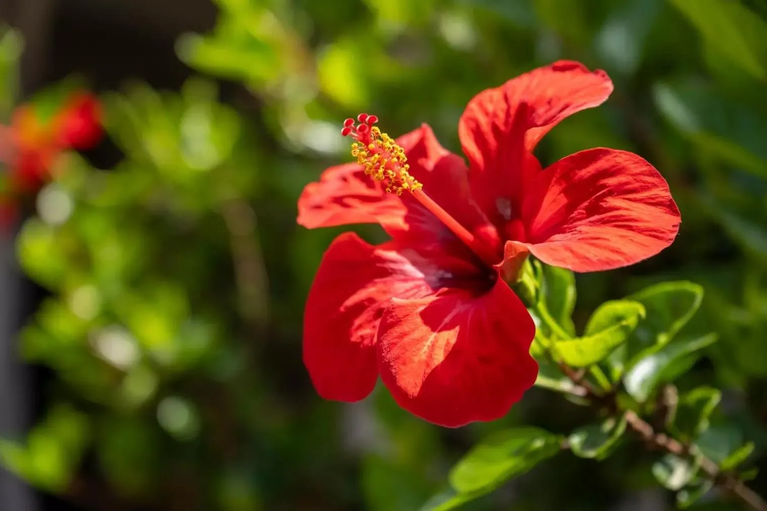 Spring in JERA Holiday Collection VULCANO UNO - Garden View