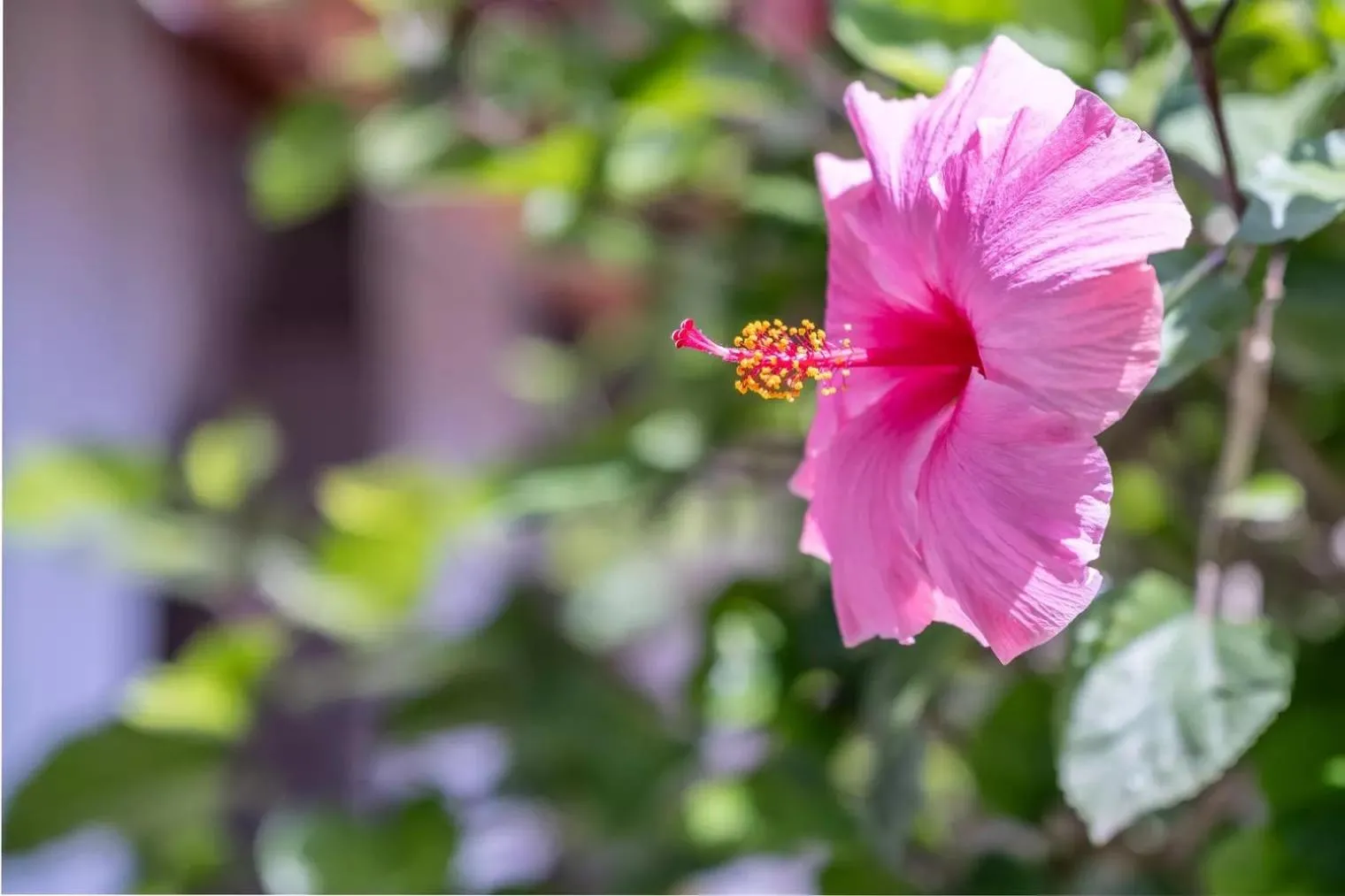 Spring in JERA Holiday Collection VULCANO UNO - Garden View