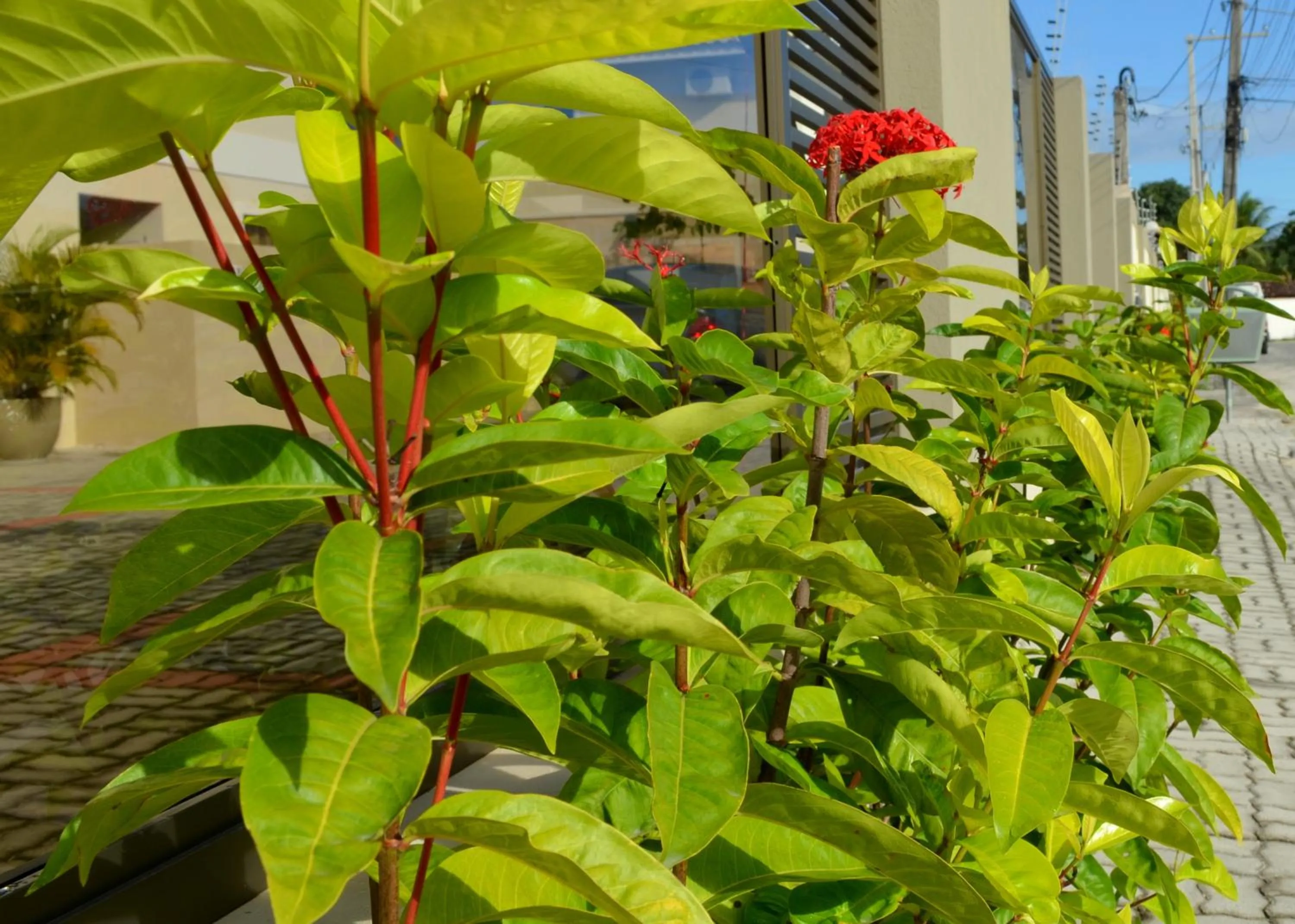 Garden in Residencial Portinari LTDA