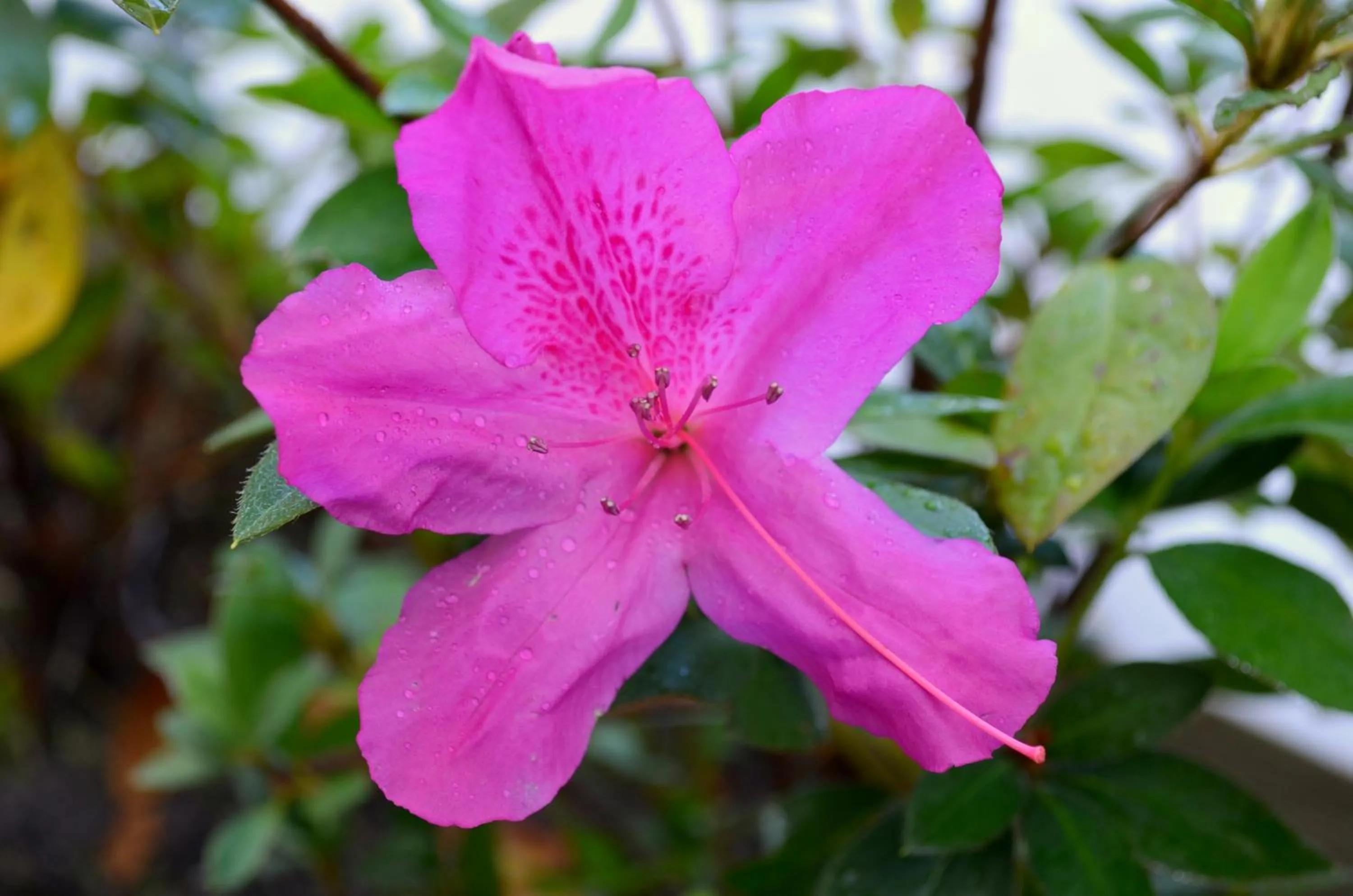 Garden in Residencial Portinari LTDA