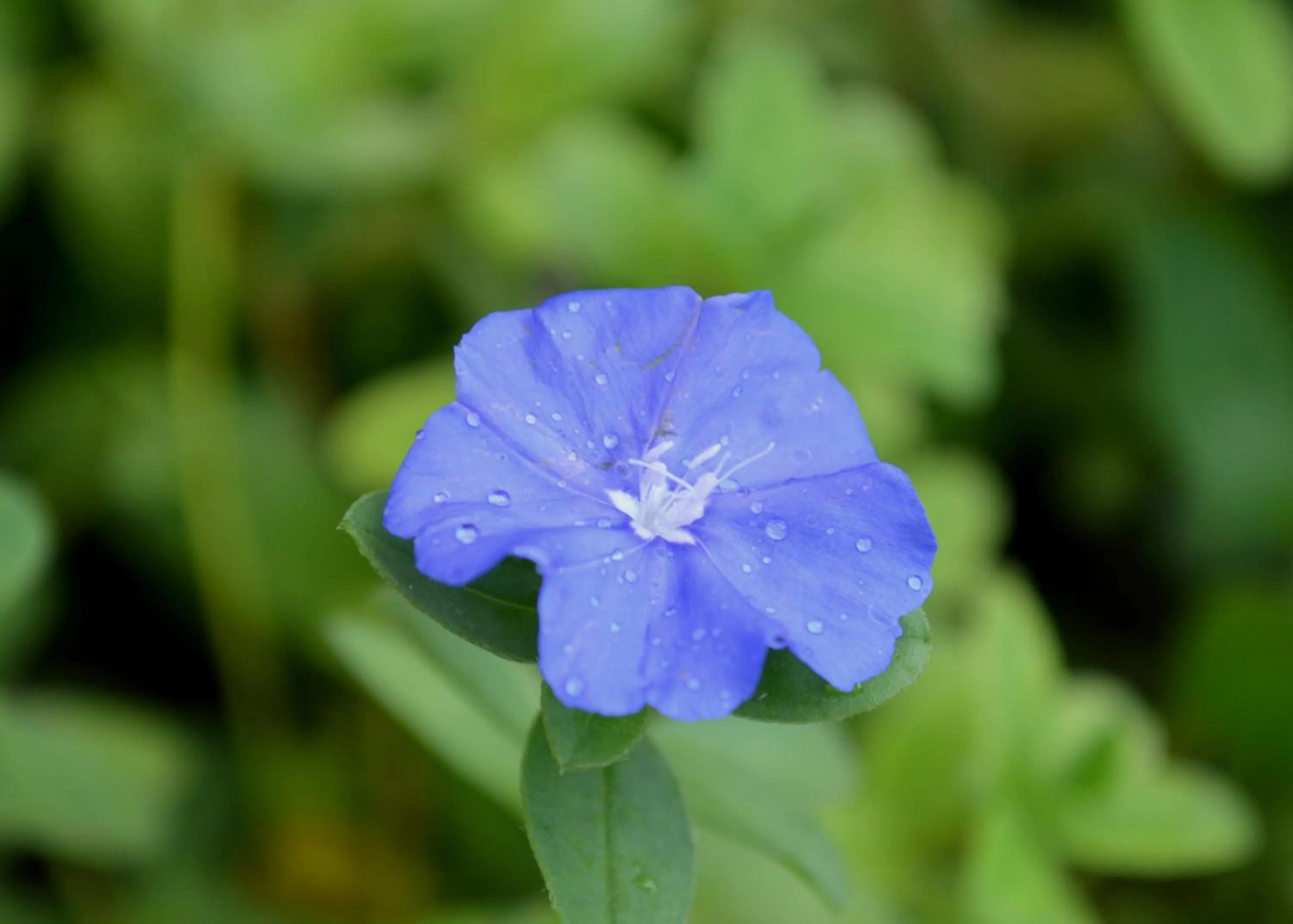 Garden in Residencial Portinari LTDA