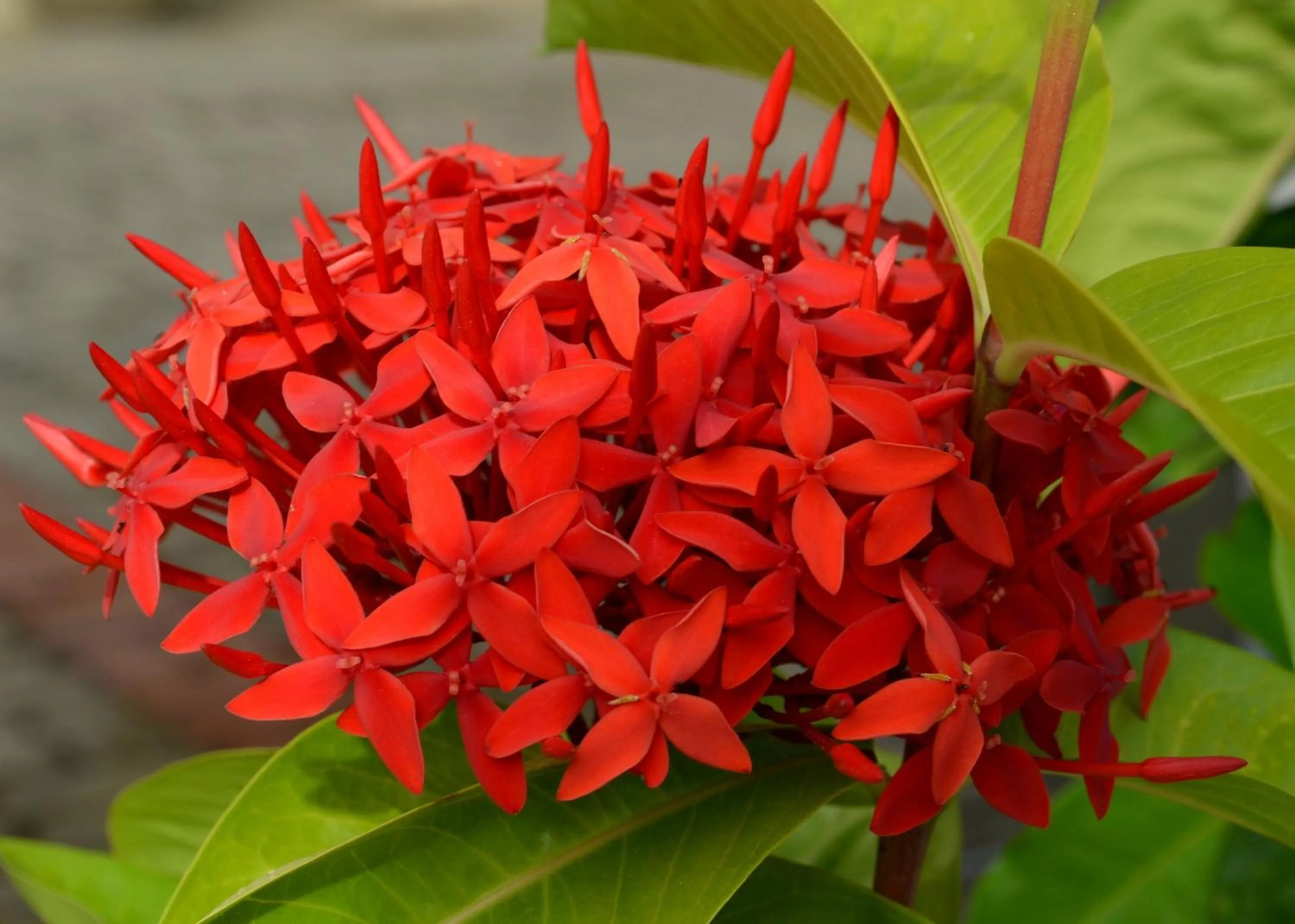 Garden in Residencial Portinari LTDA