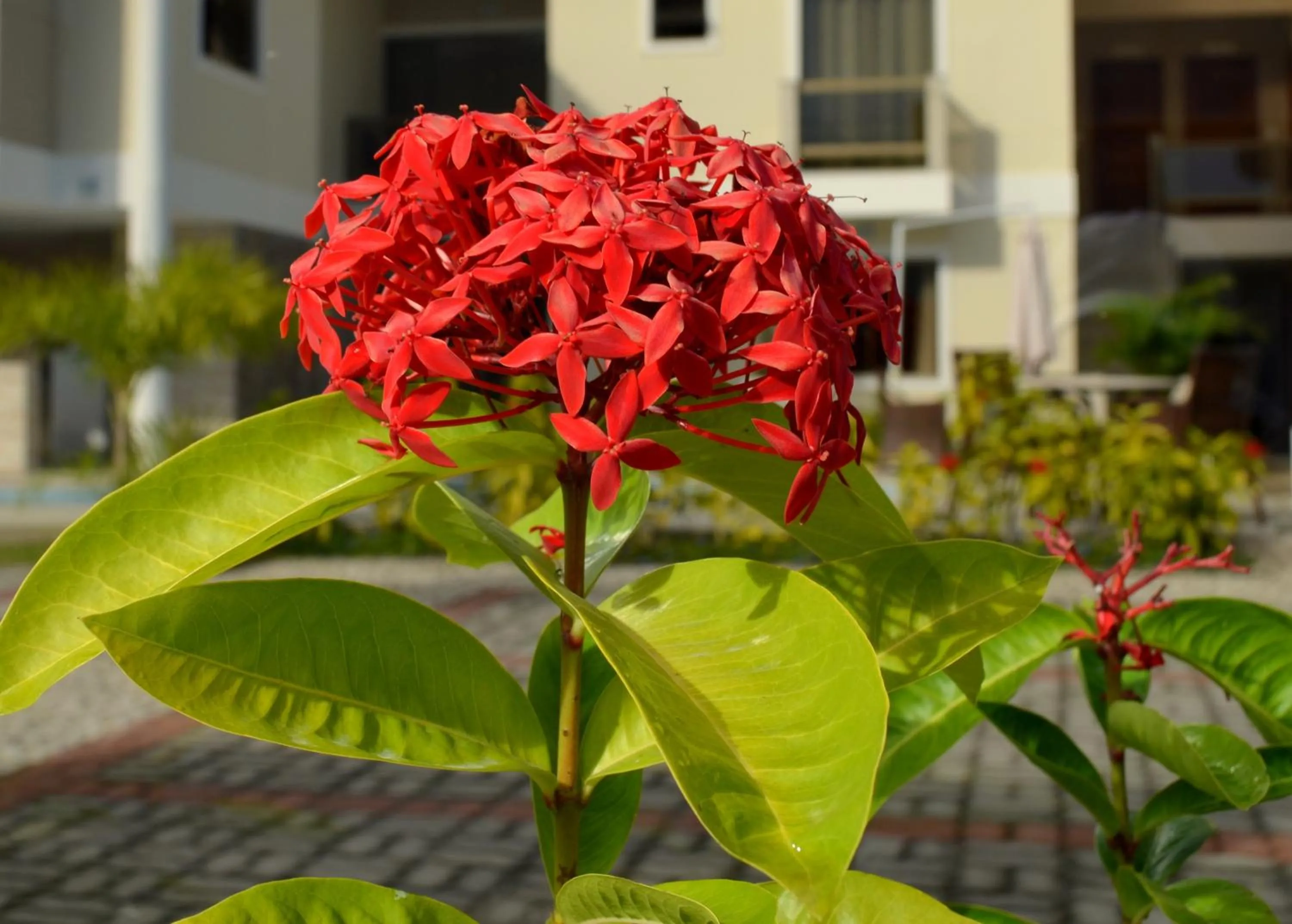 Garden in Residencial Portinari LTDA