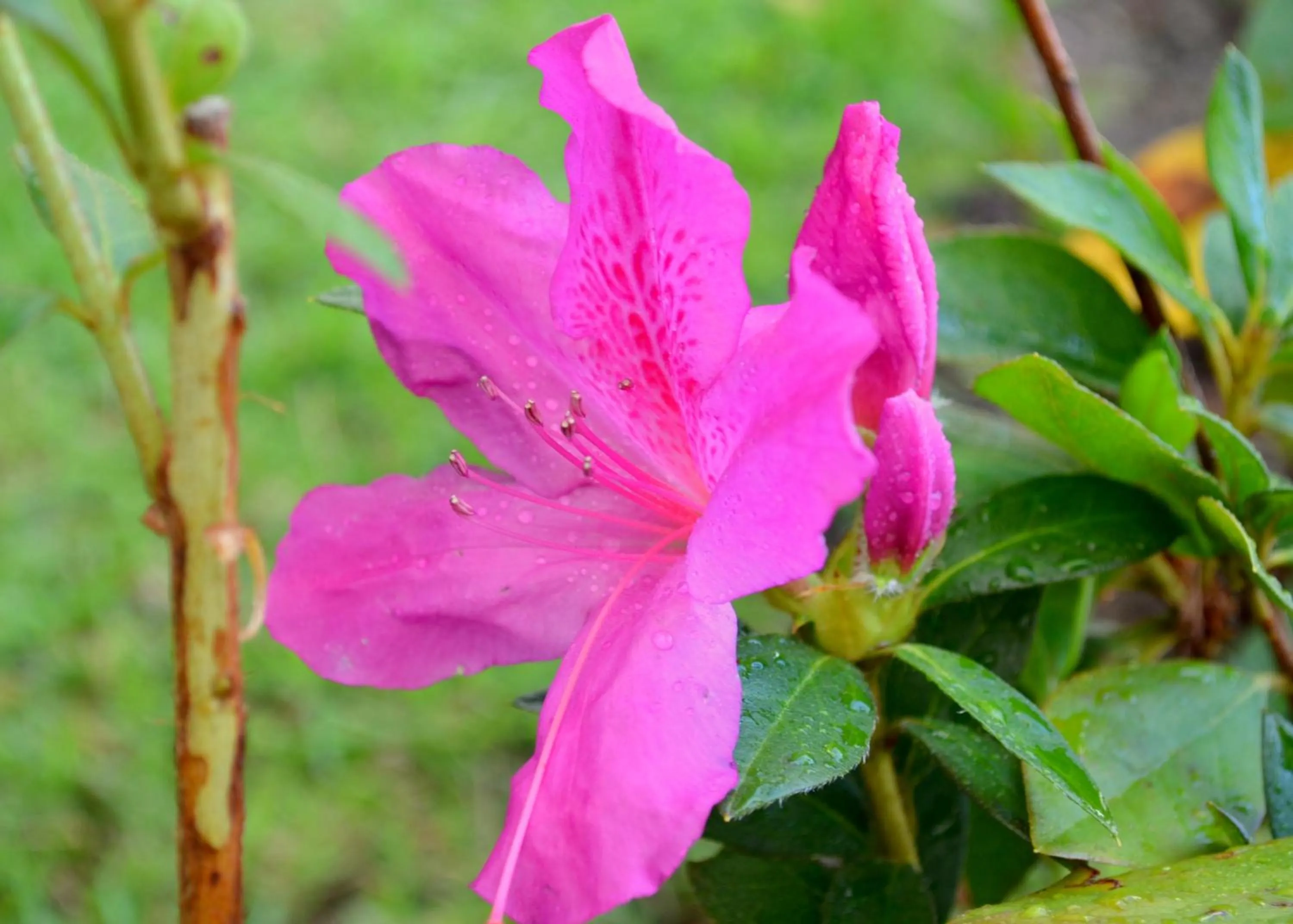 Garden in Residencial Portinari LTDA