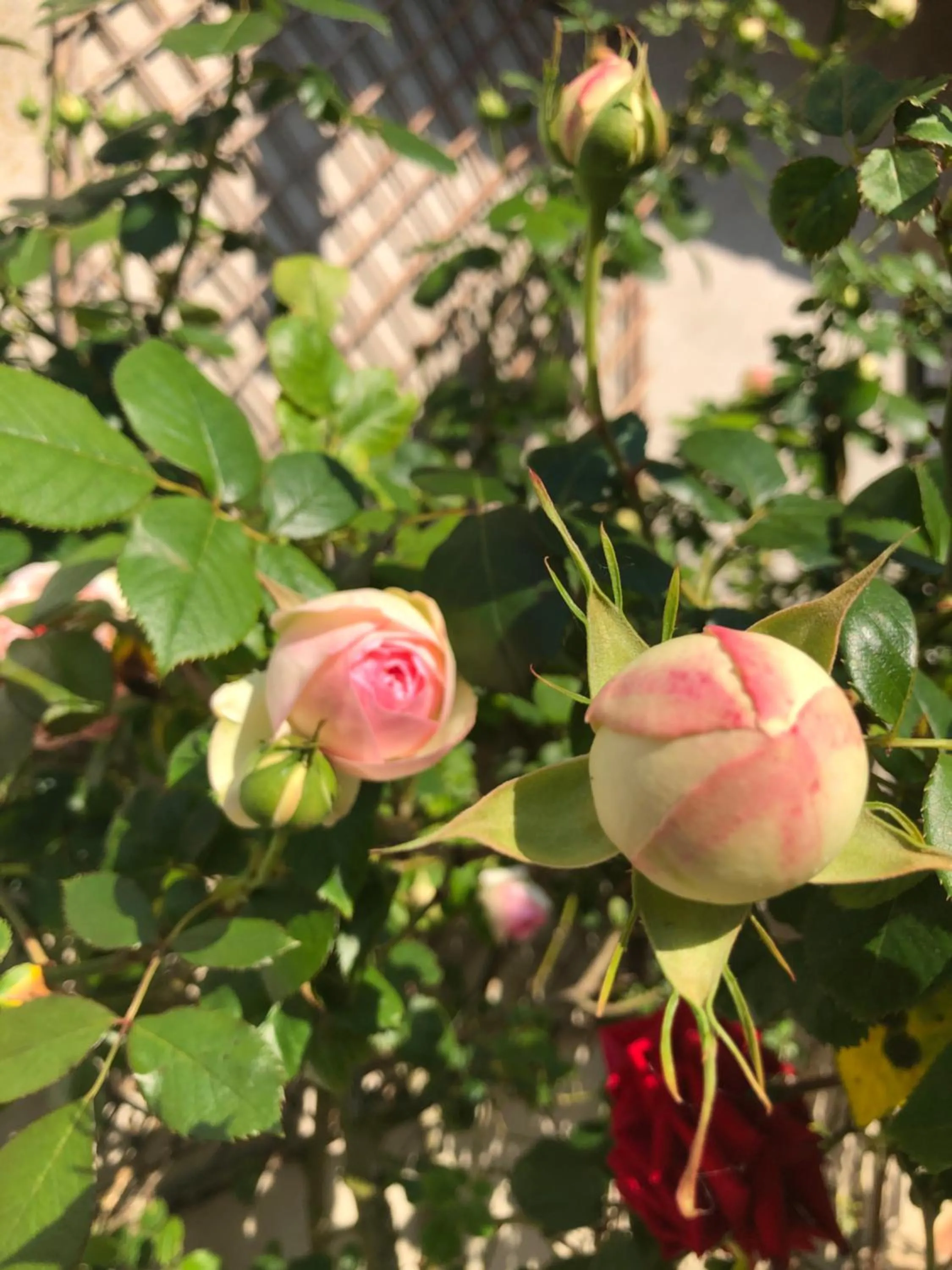 Garden in Le Chai De La Rose SPA et Séances Bien être