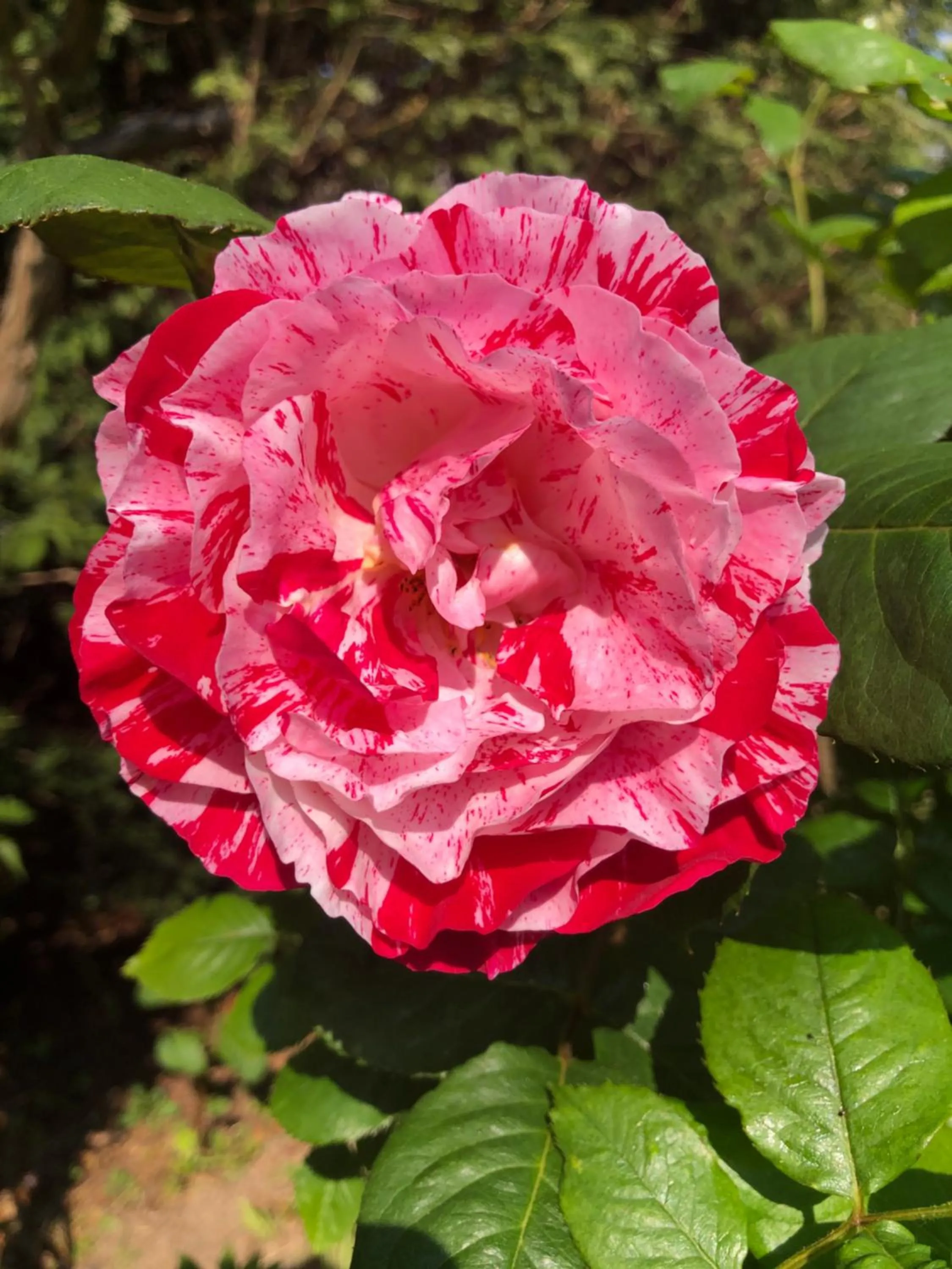 Garden in Le Chai De La Rose SPA et Séances Bien être