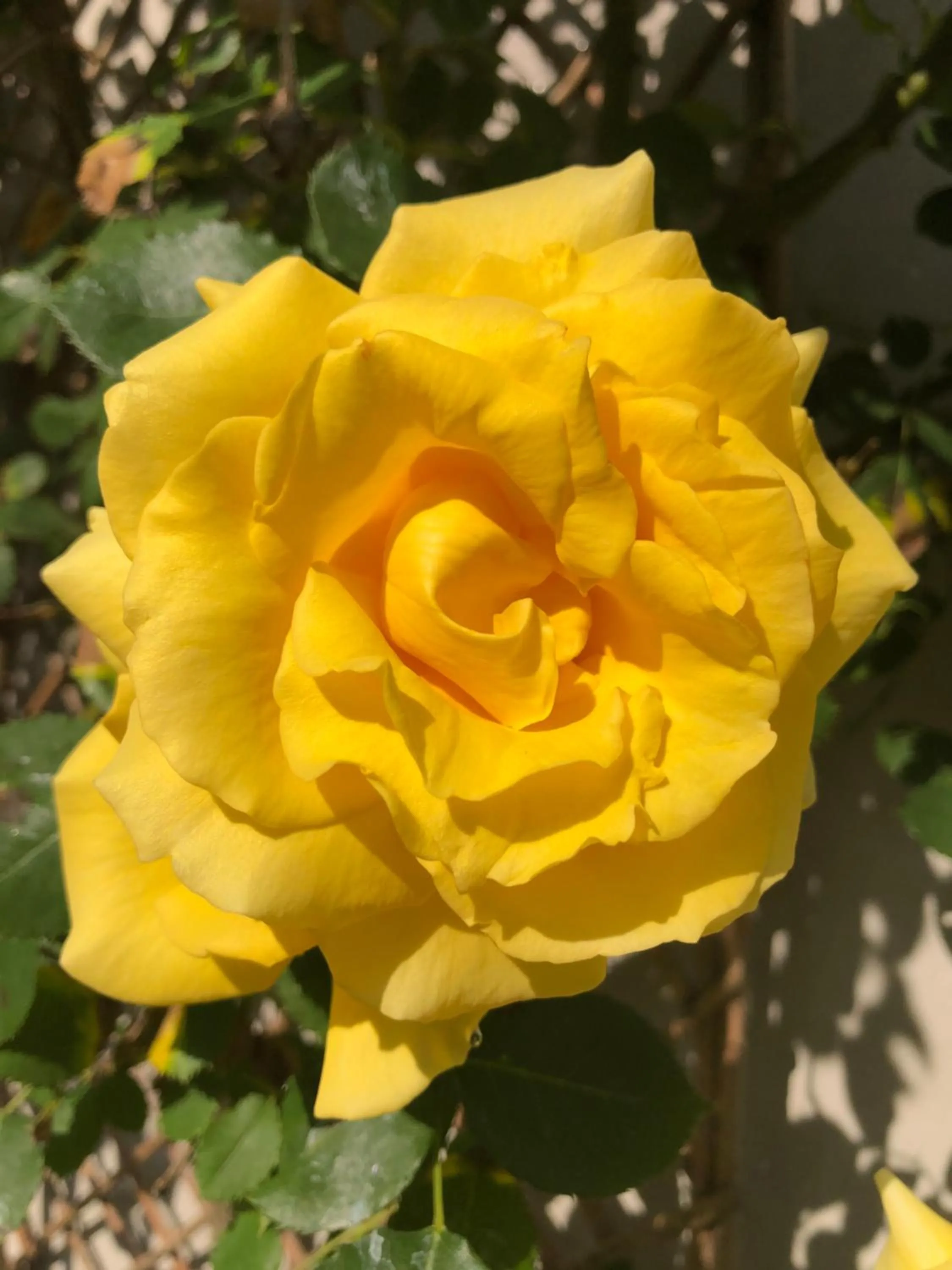 Garden in Le Chai De La Rose SPA et Séances Bien être