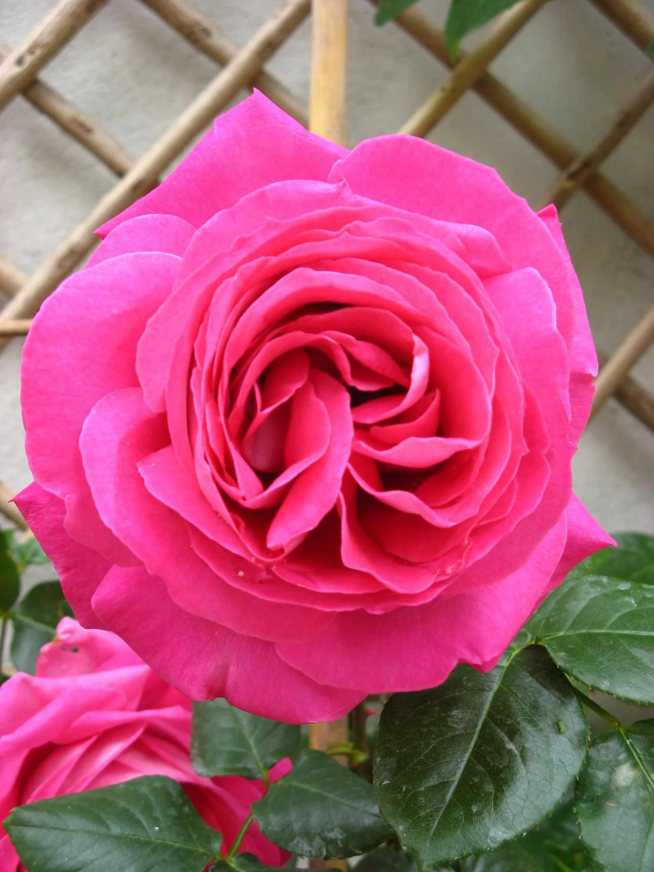 Garden in Le Chai De La Rose SPA et Séances Bien être