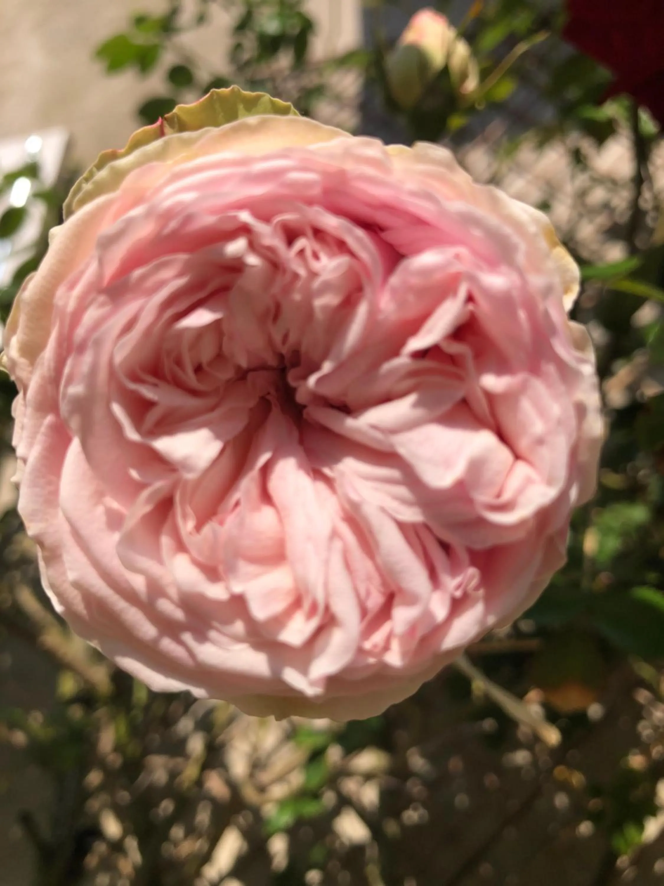 Garden in Le Chai De La Rose SPA et Séances Bien être