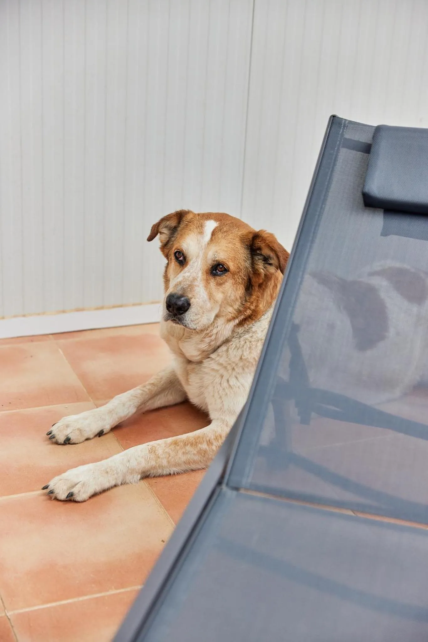 Pets in Camping El Portus