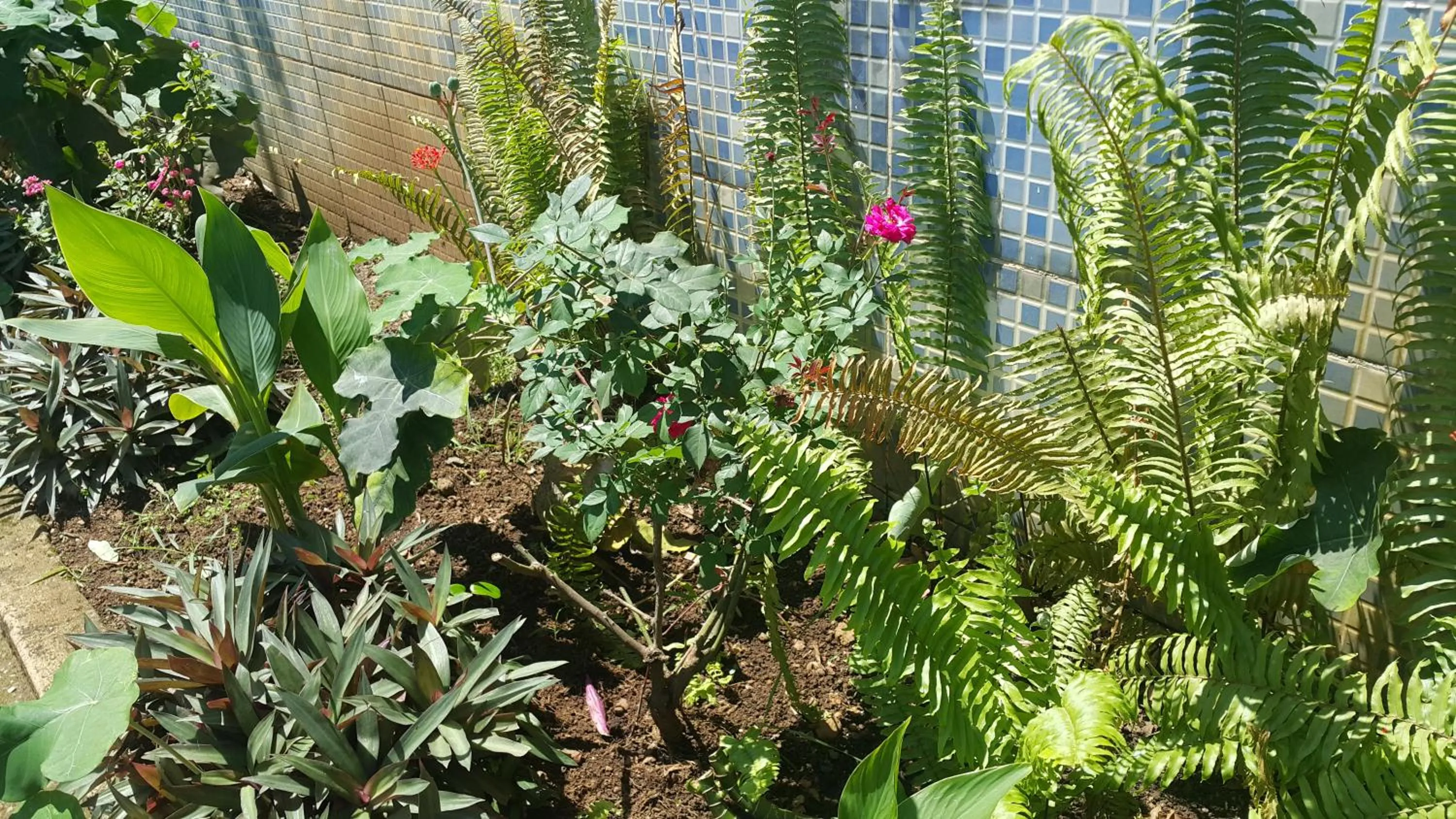 Garden in Yves Hotel