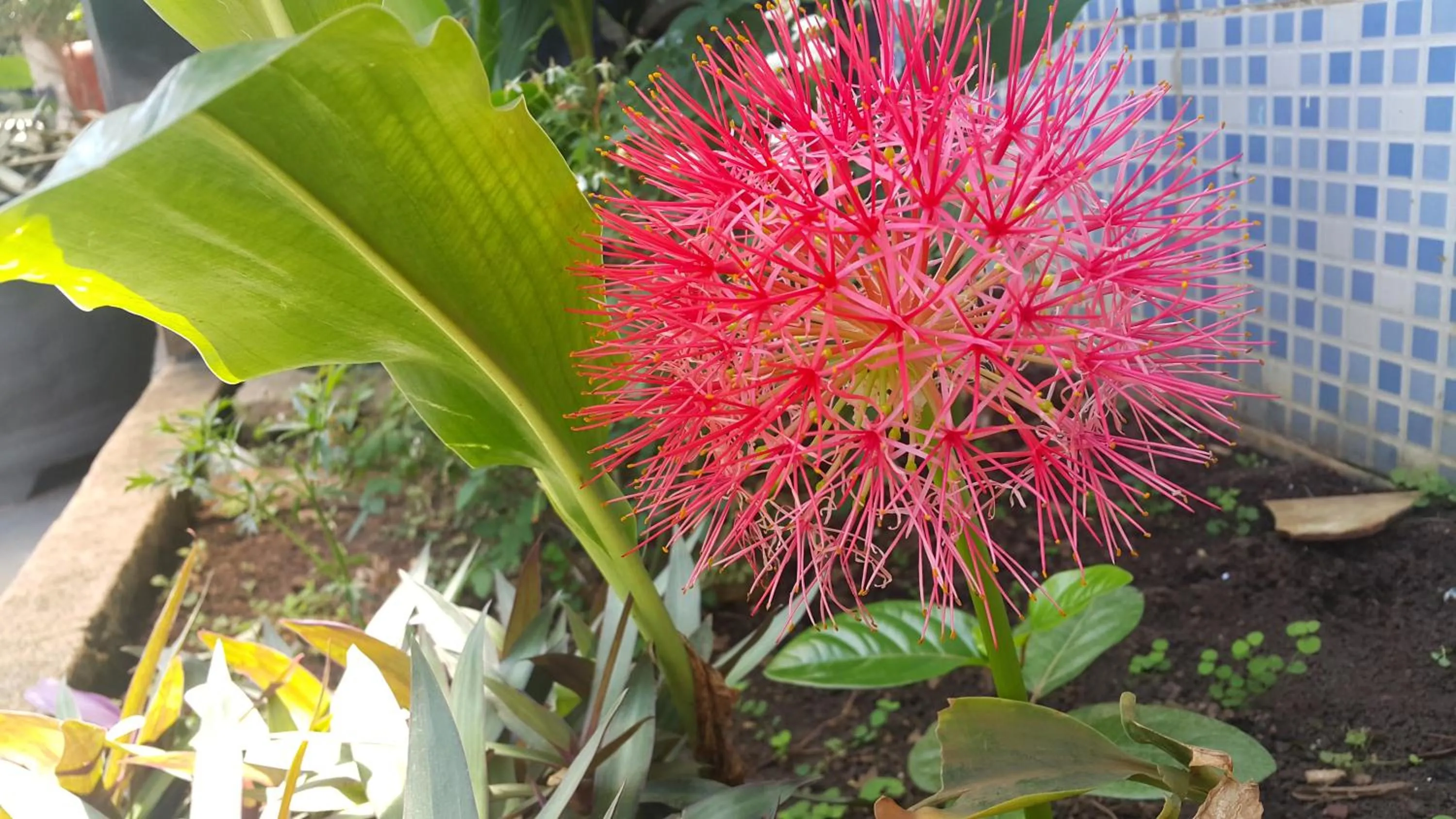 Garden in Yves Hotel