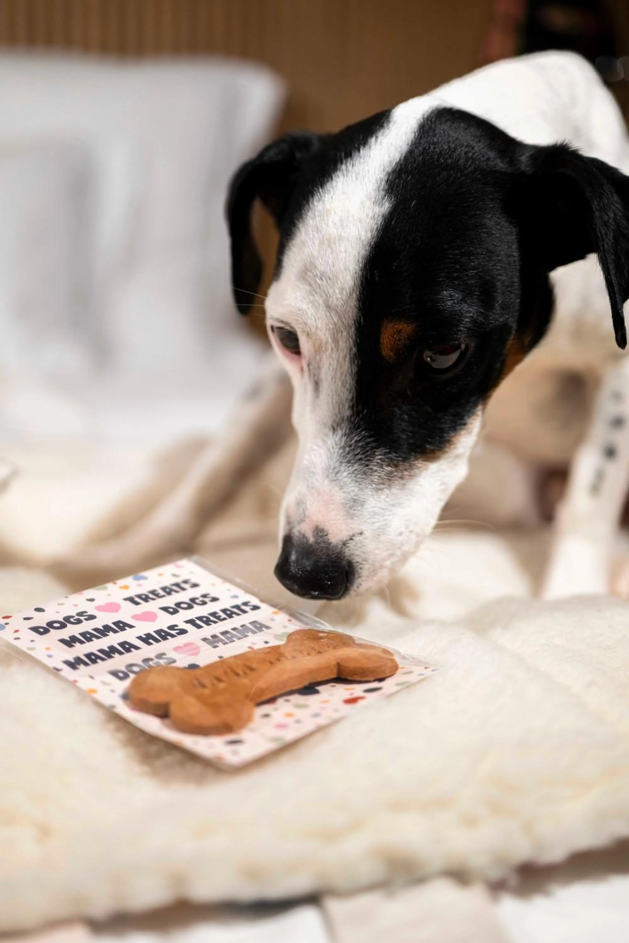 Animals in Mama Shelter Zurich