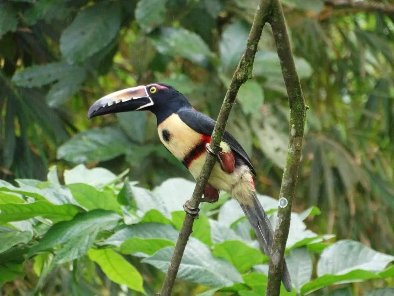 Animals in Santa Maria Volcano Lodge Hotel & Restaurante