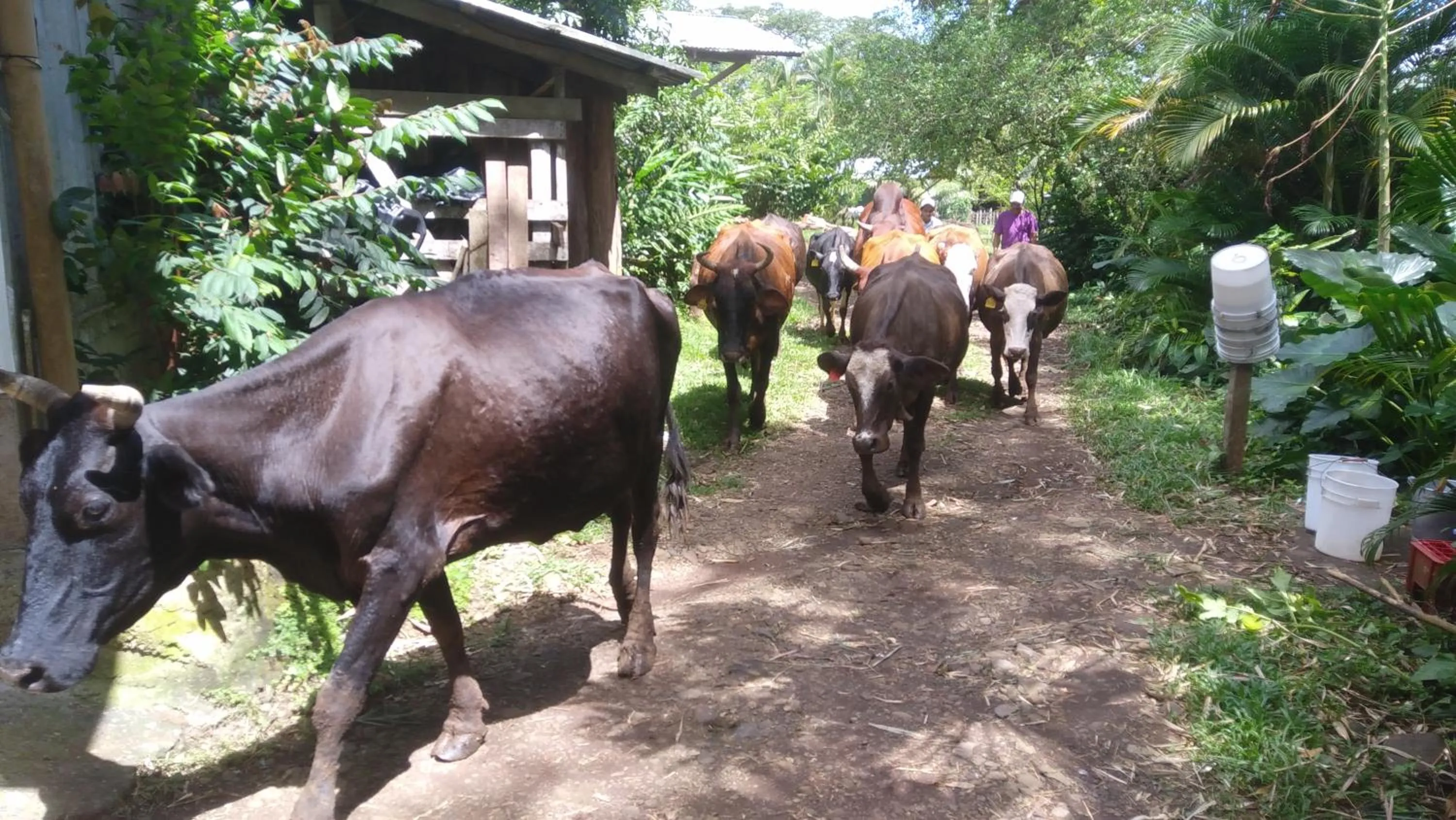 Animals in Santa Maria Volcano Lodge Hotel & Restaurante