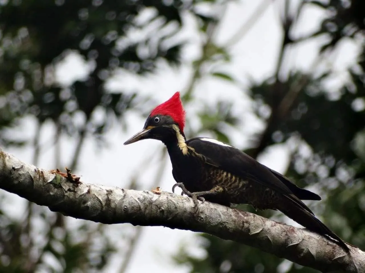 Animals in Santa Maria Volcano Lodge Hotel & Restaurante