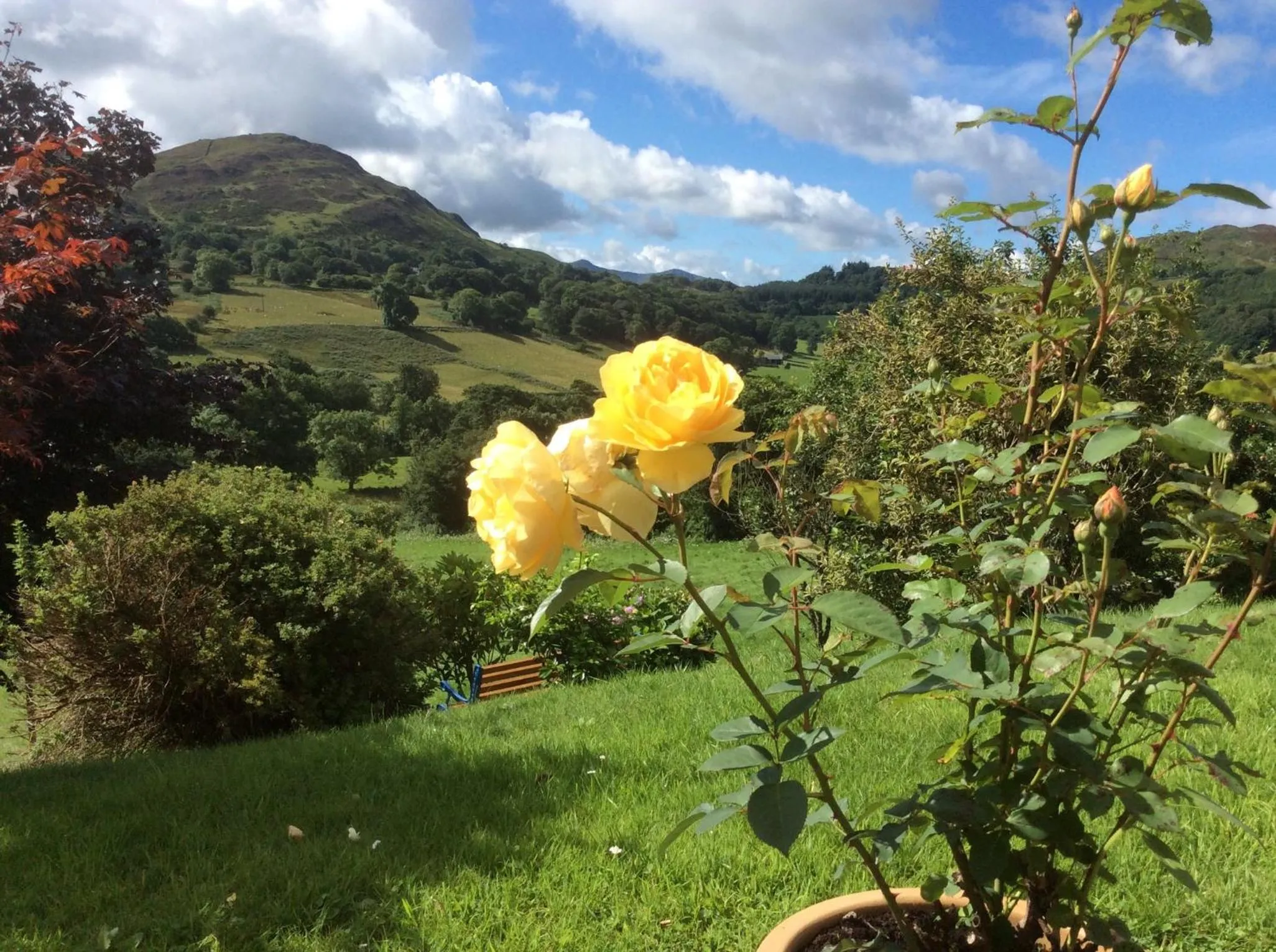 Garden in Heulwen Guest House