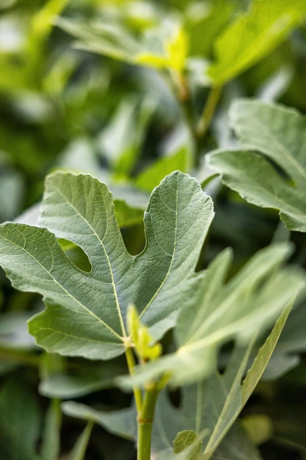 Boutique Hotel Las Islas