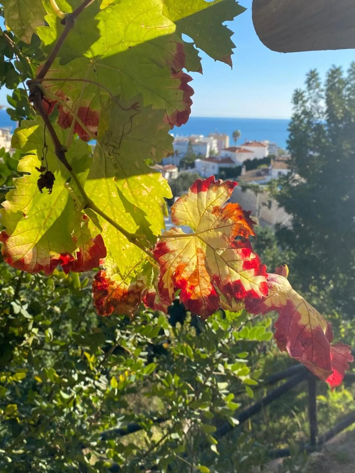 Boutique Hotel Las Islas