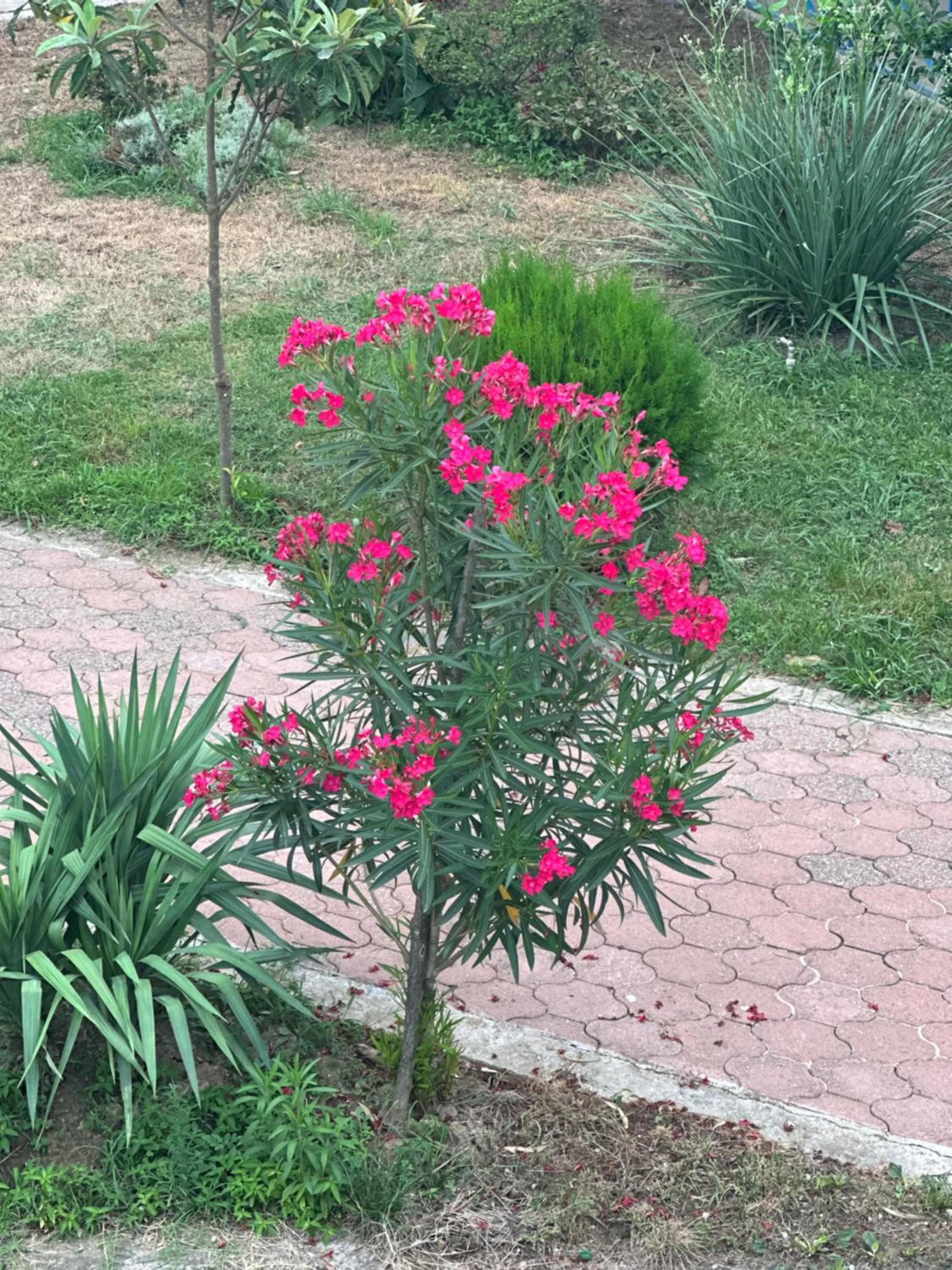 Garden view in Europa Hotel-Kutaisi