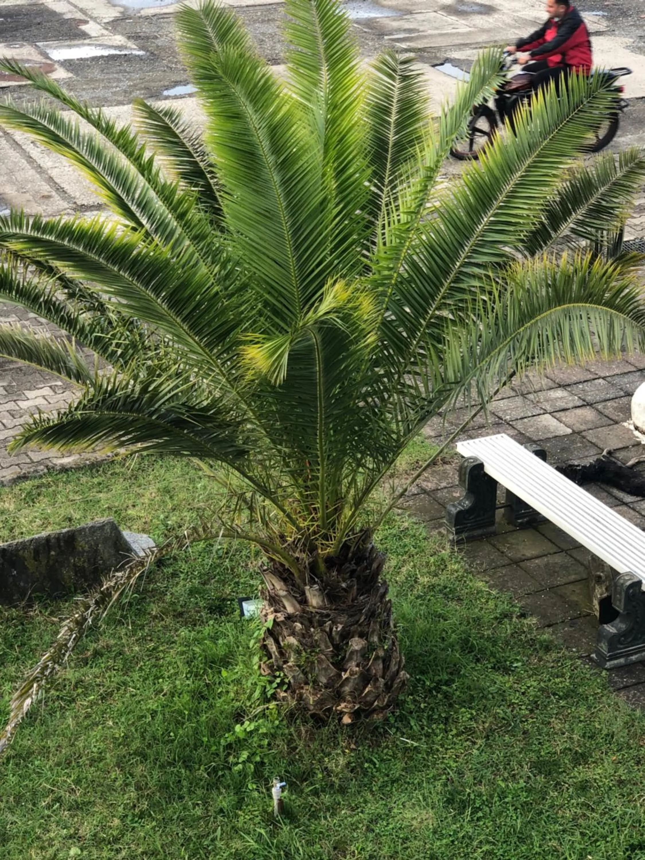 Garden in Europa Hotel-Kutaisi