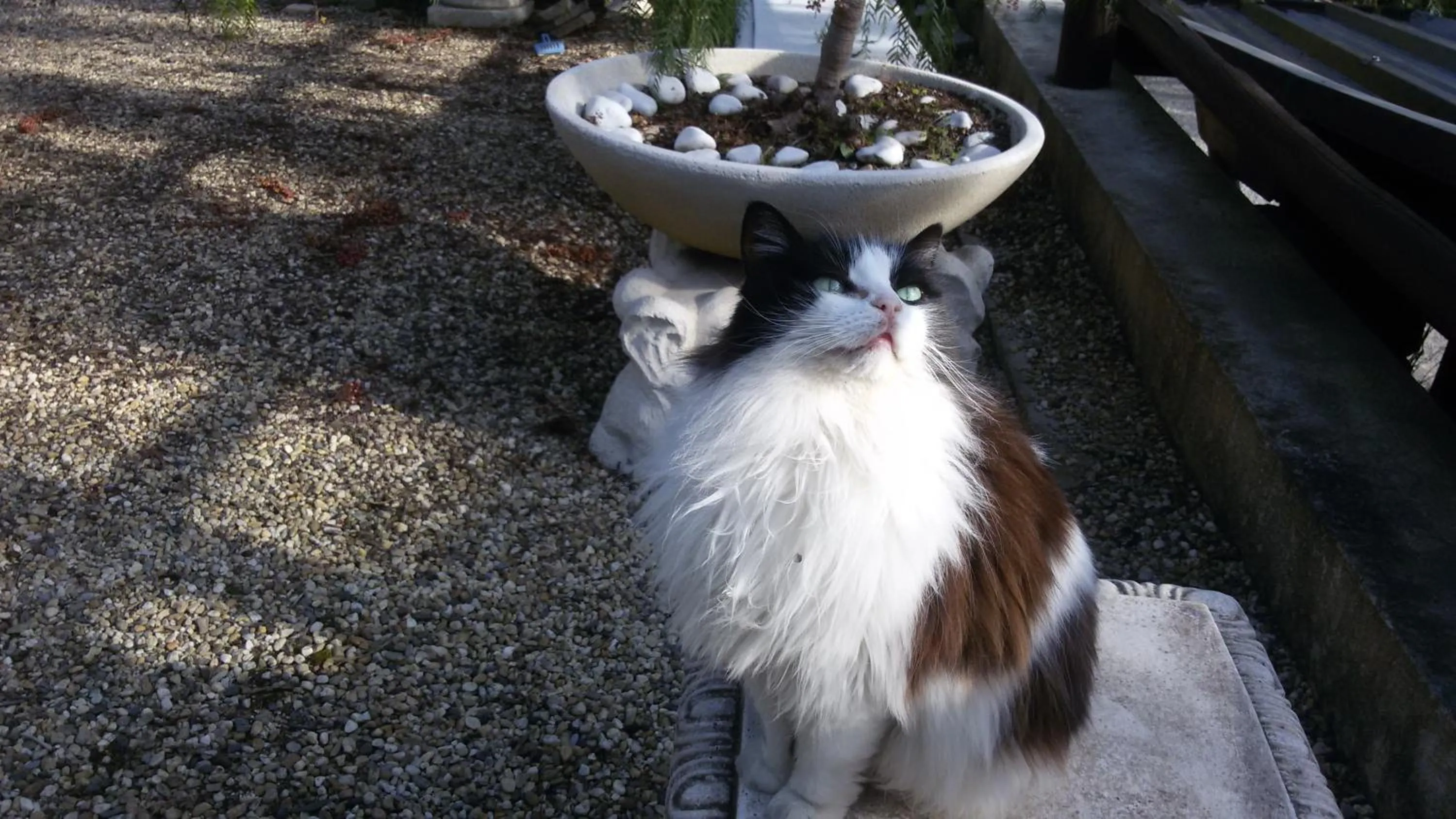 Pets in Locanda Dei Boi